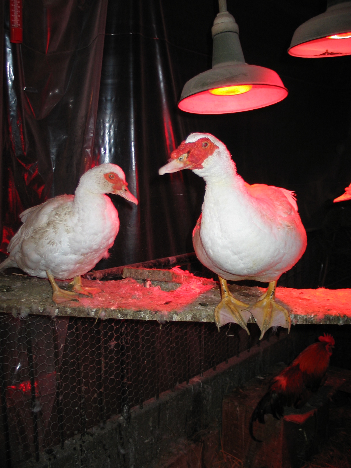 20040308-202729-Unknown-2004