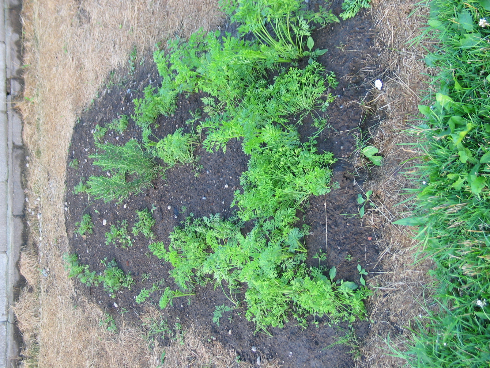 20040717-190216-Unknown-2004