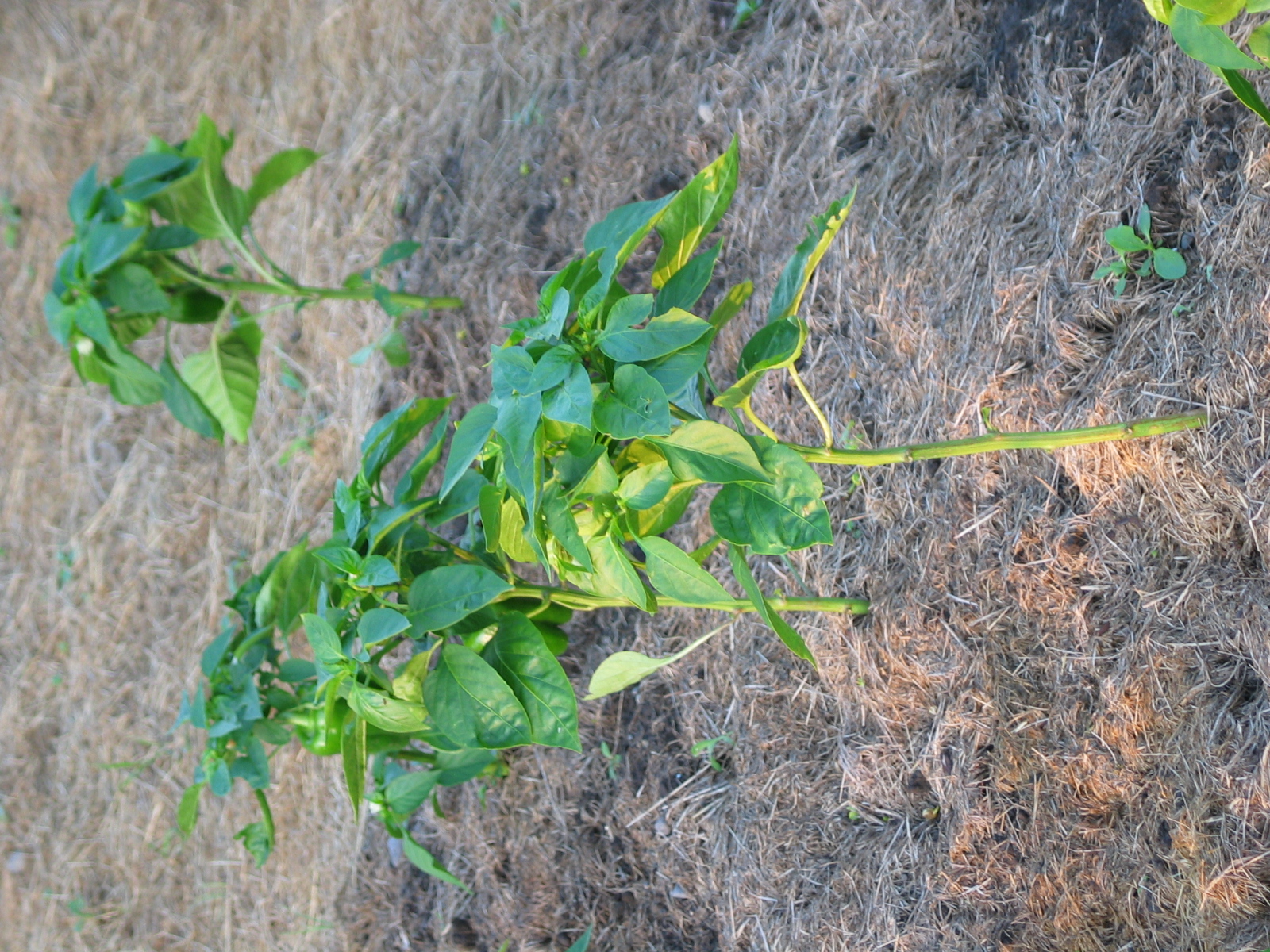 20040717-190305-Unknown-2004