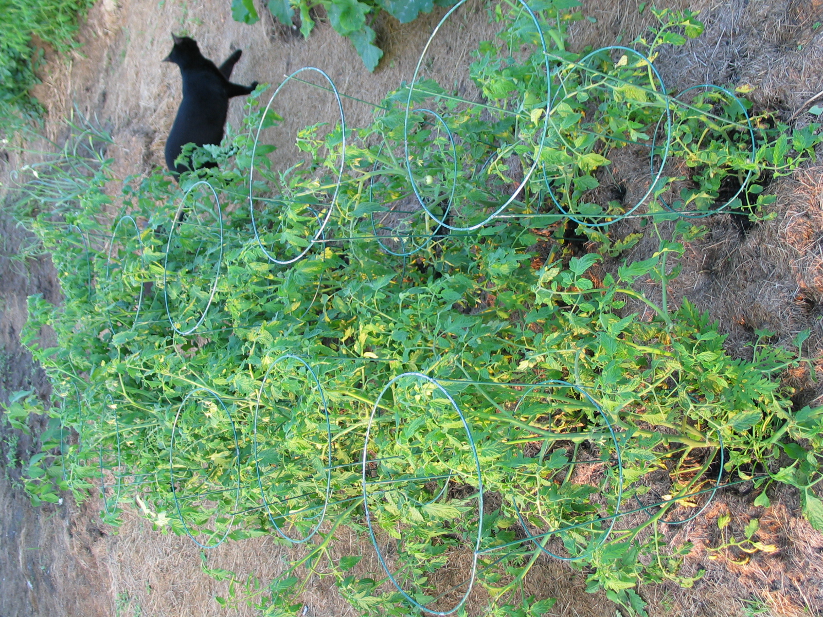 20040717-190339-Unknown-2004 (1)