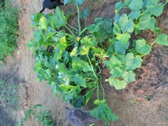 20040717-190350-Unknown-2004