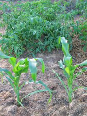 20040717-190423-Unknown-2004