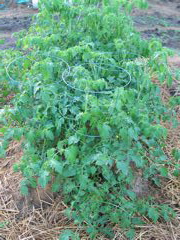 20040717-190434-Unknown-2004