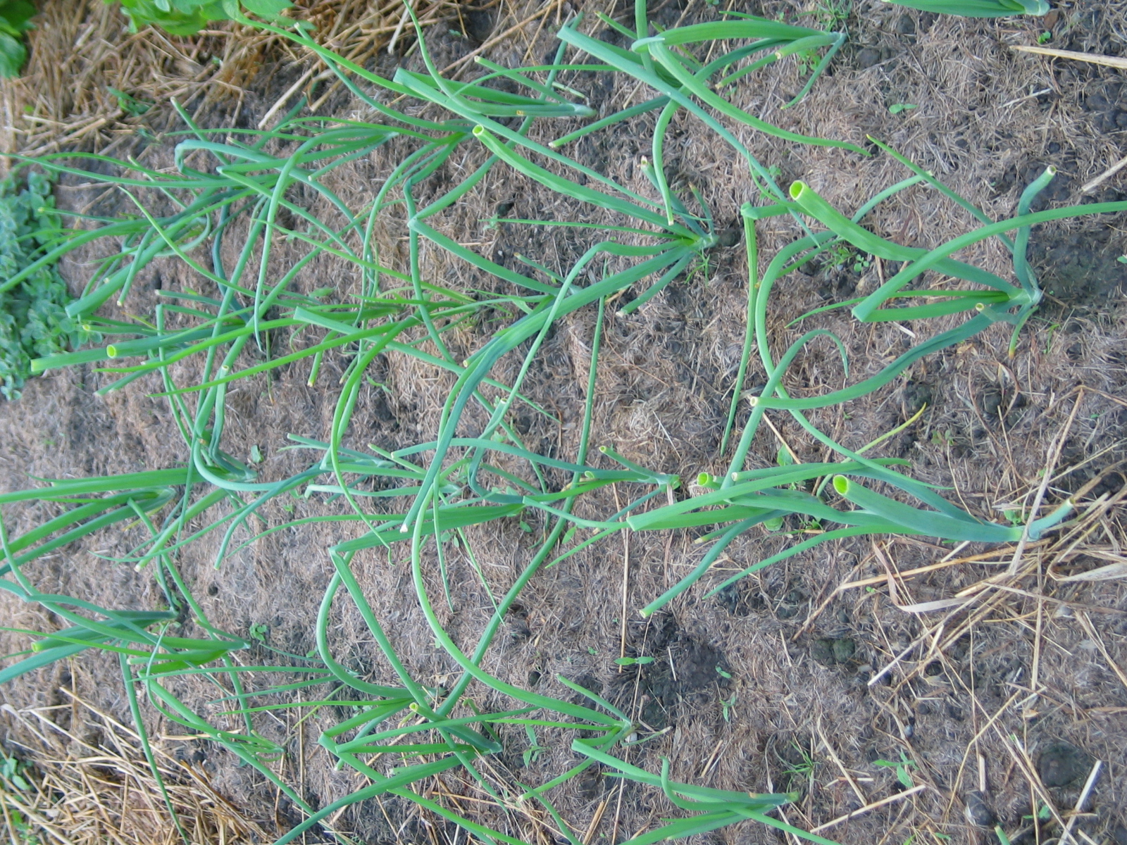 20040717-190444-Unknown-2004