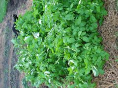 20040717-190459-Unknown-2004