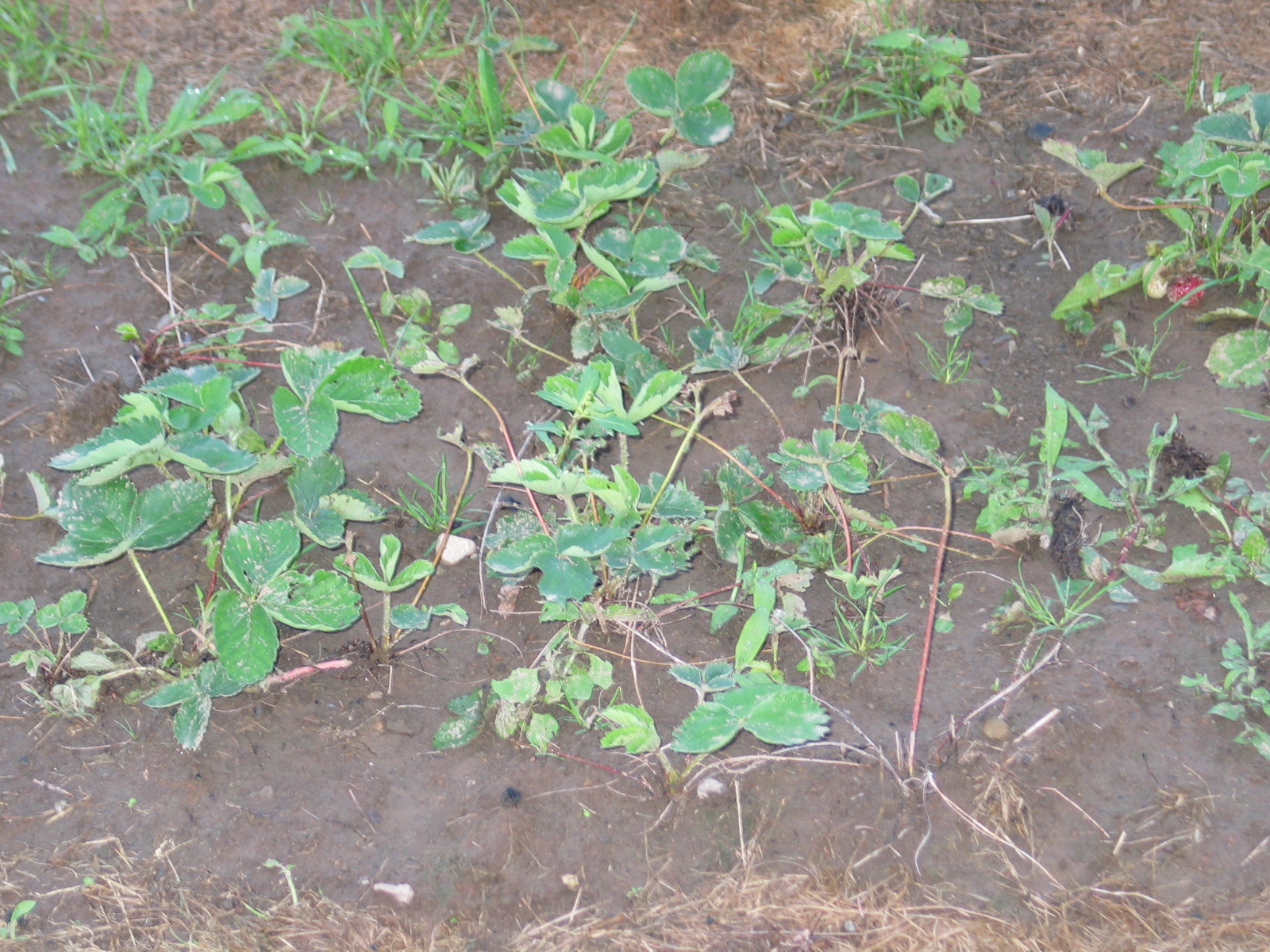 20040717-190612-Unknown-2004