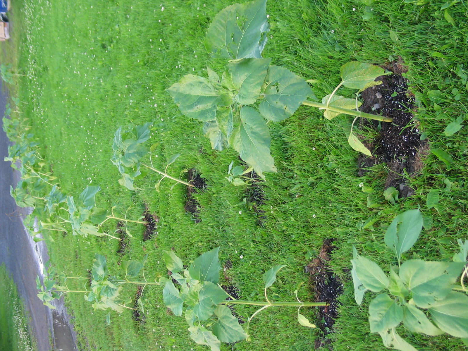 20040717-190928-Unknown-2004