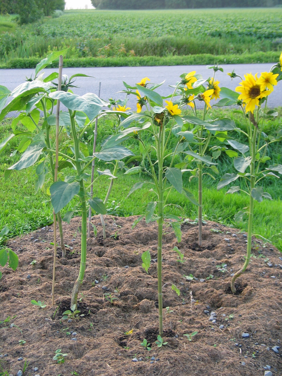 20040717-191131-Unknown-2004