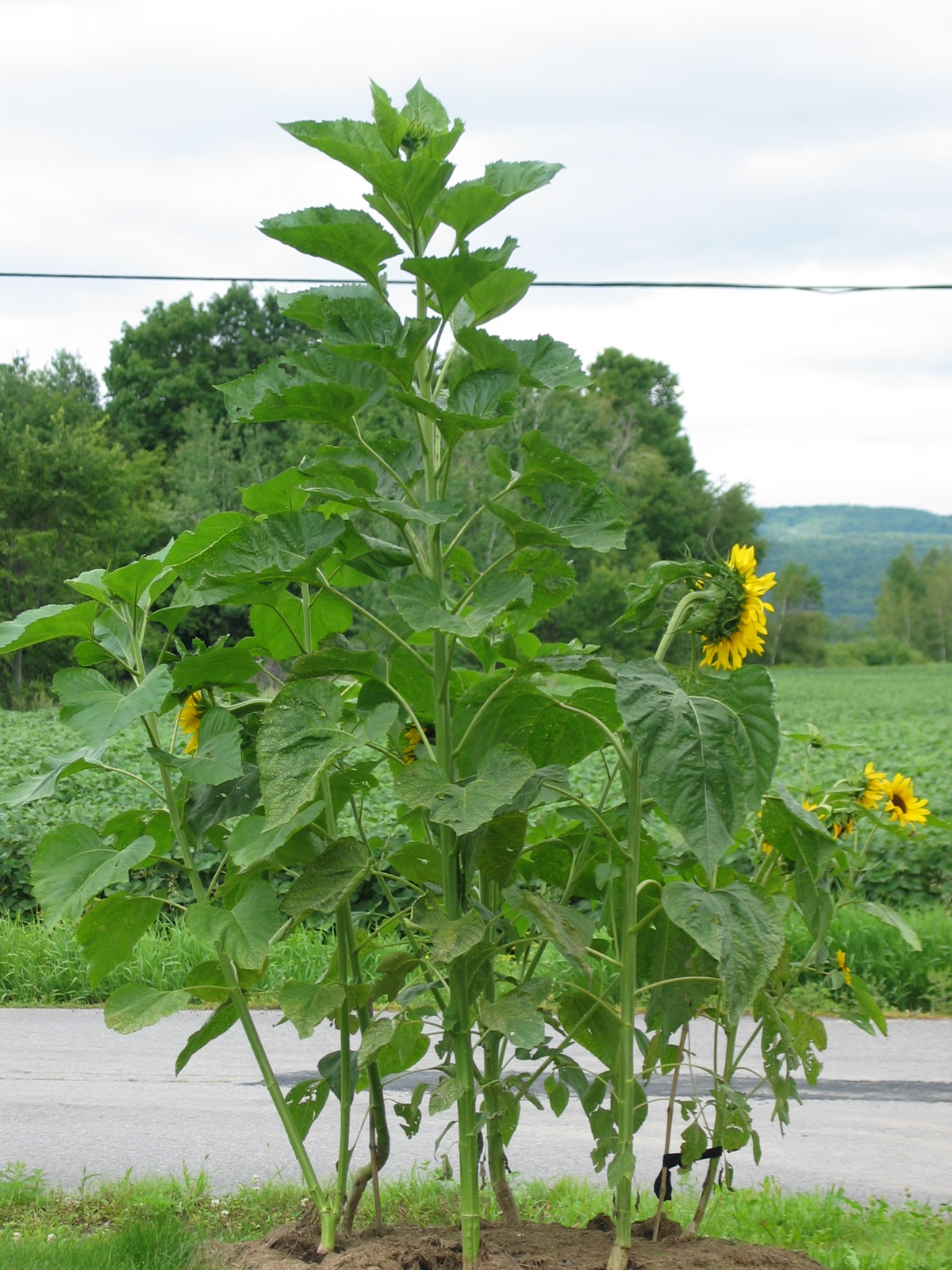 20040805-103436-Unknown-2004