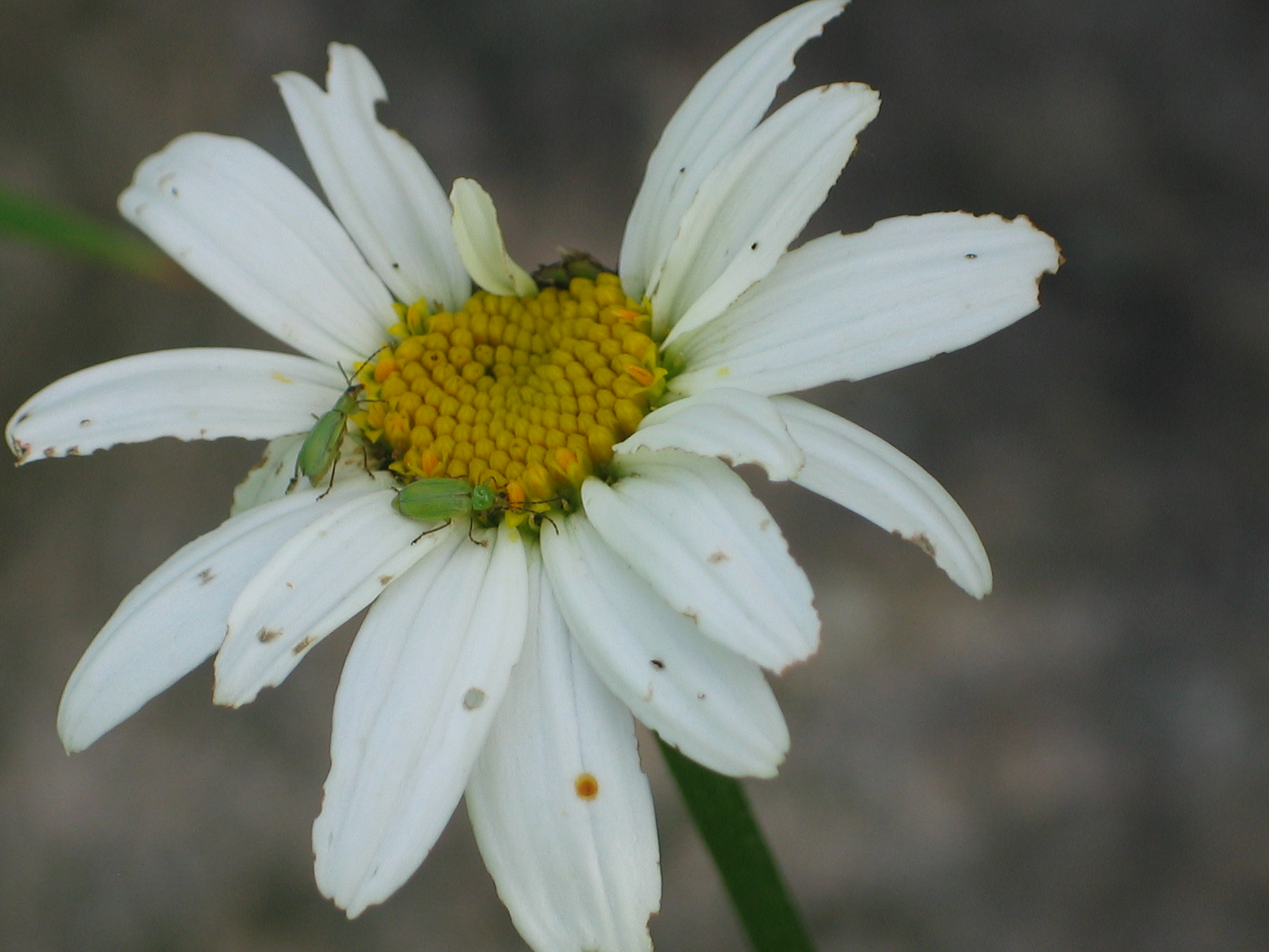 20040828-083259-Flower-2004