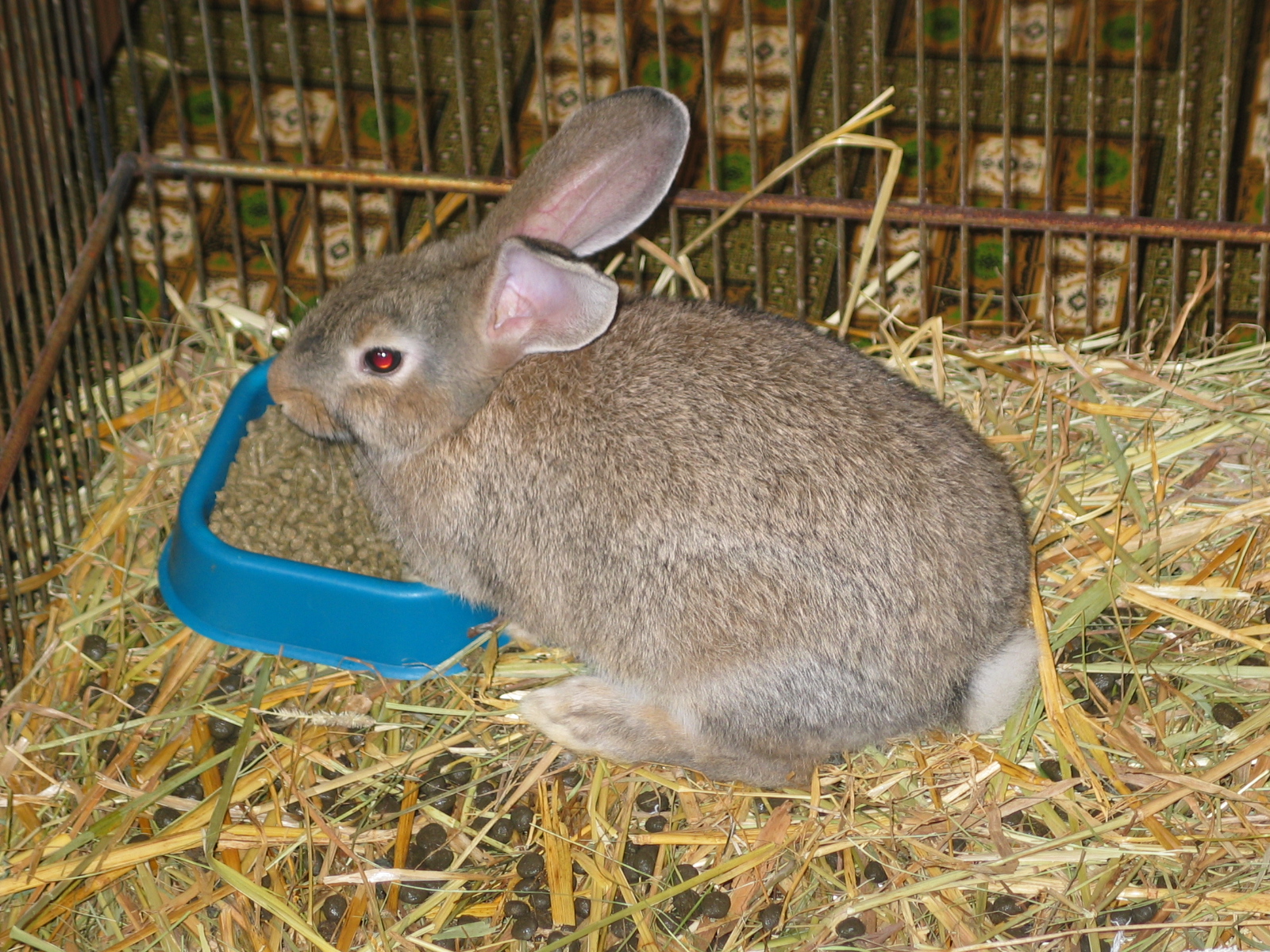 20040927-065308-Rabbit-2004