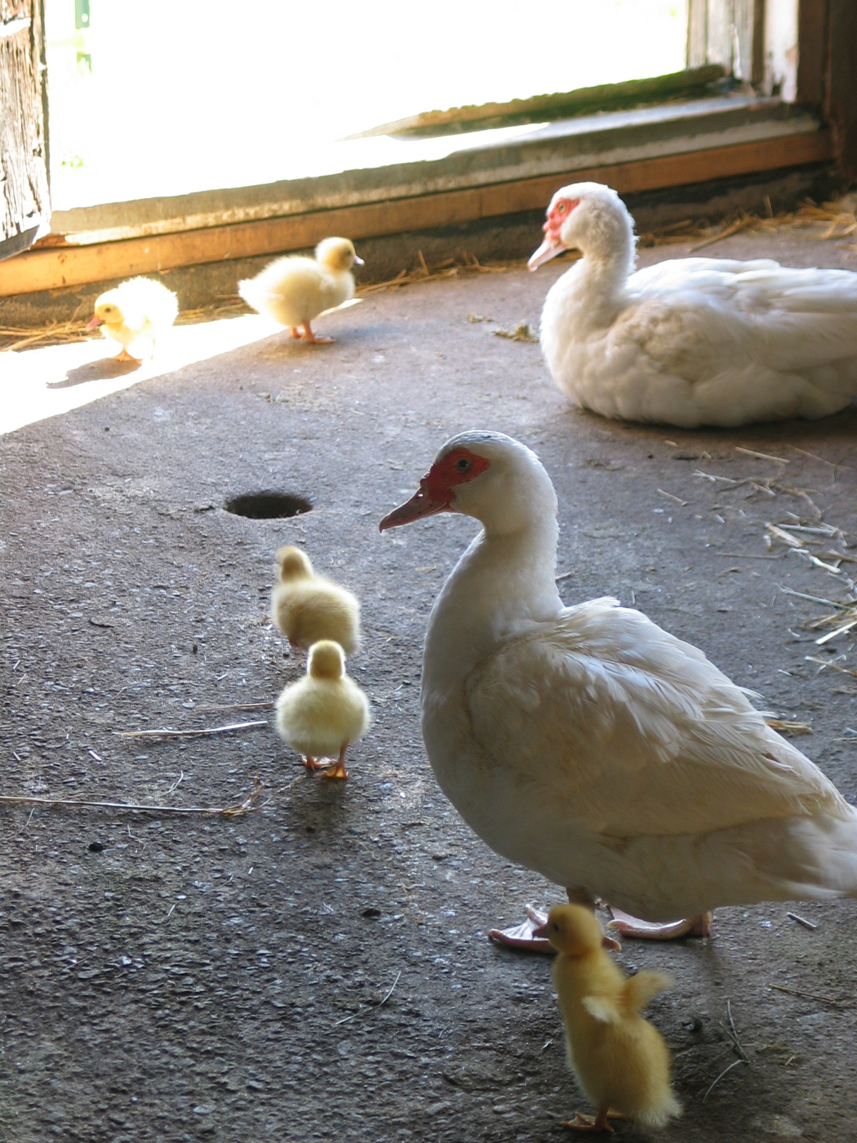 20041003-125224-Goose-2004