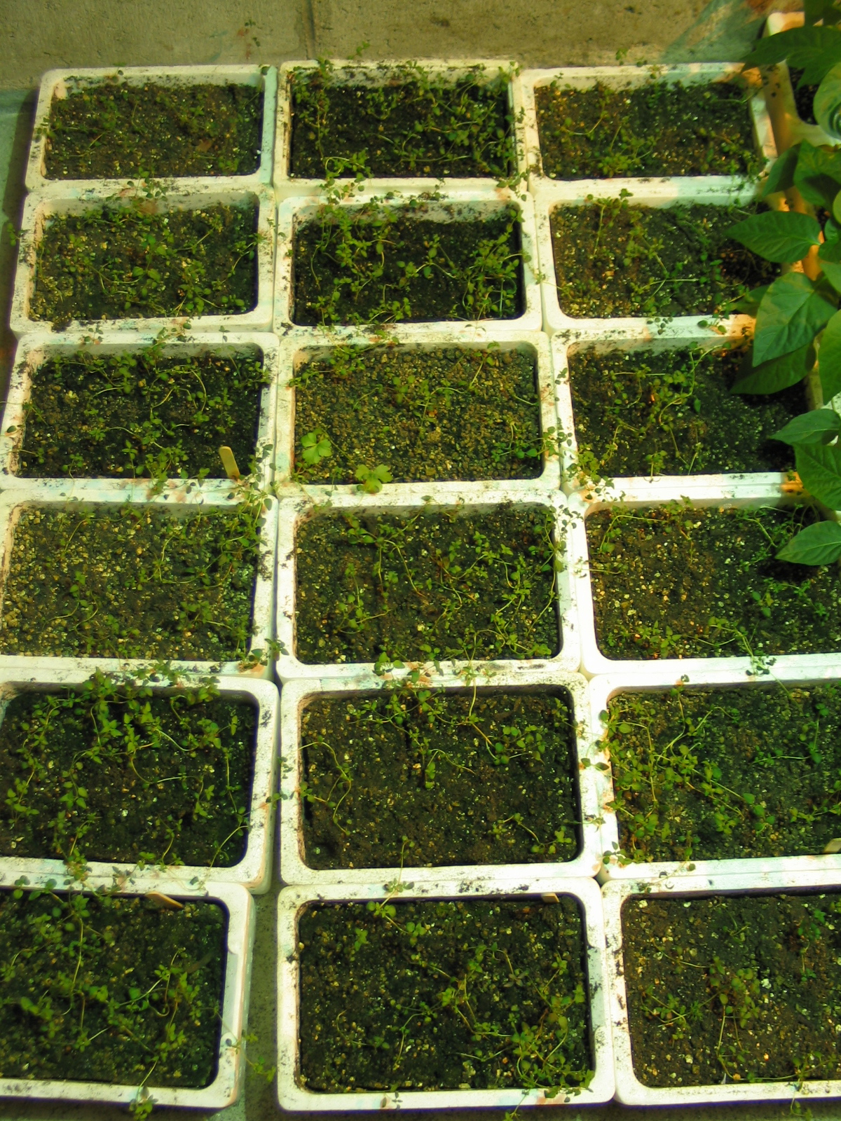 20050522-193039-Landscape-2005