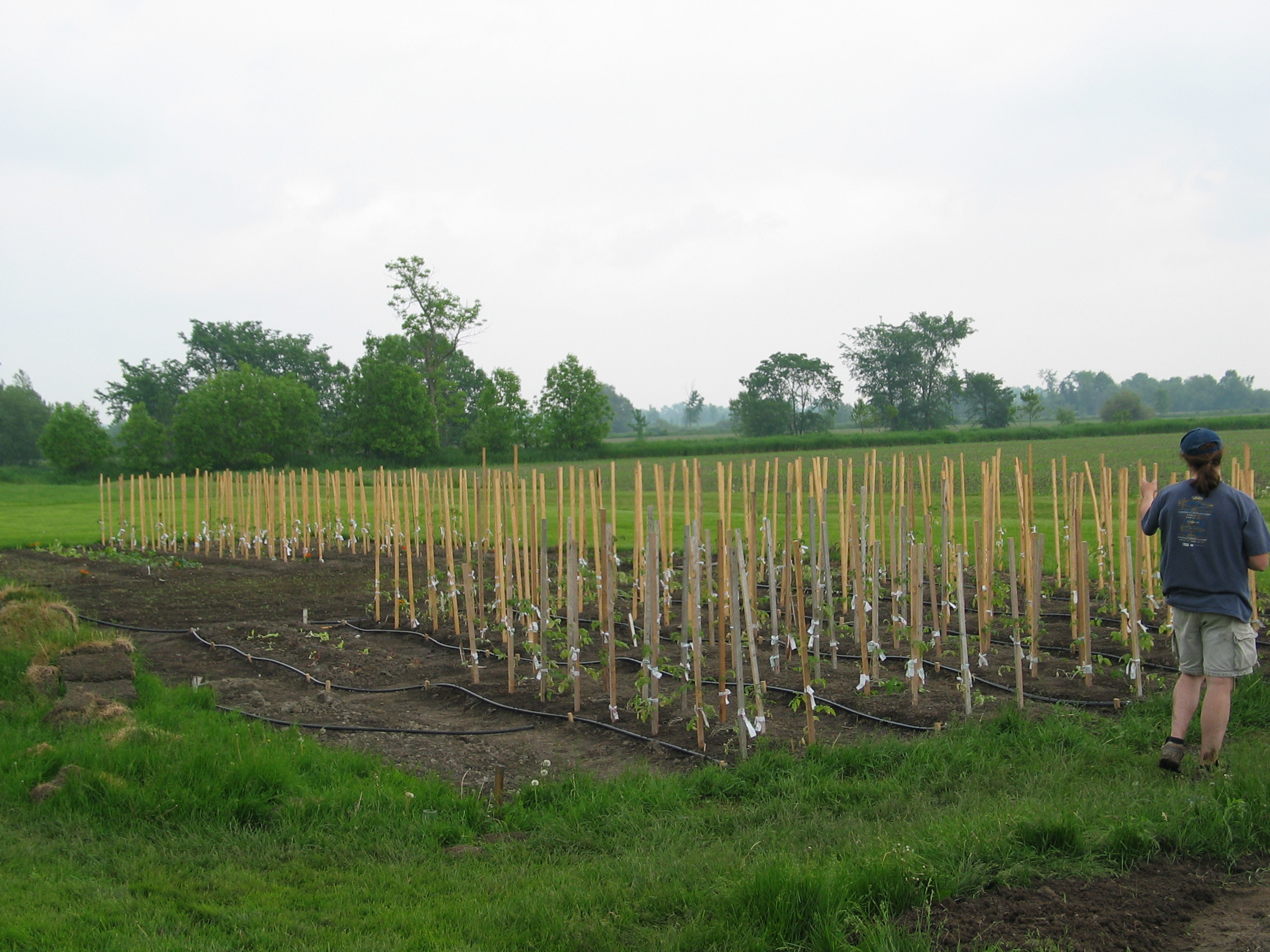 Piquets pour tomates