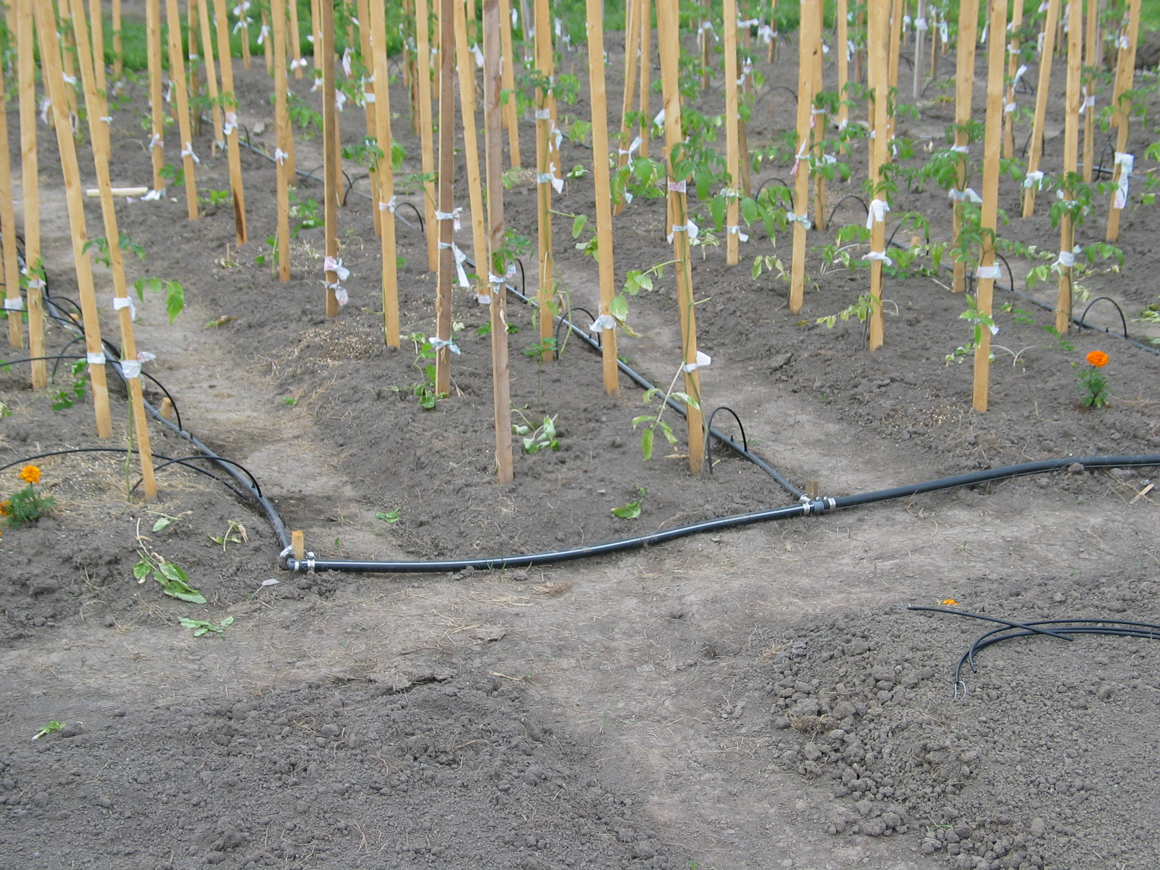 20050610-163114-Unknown-2005