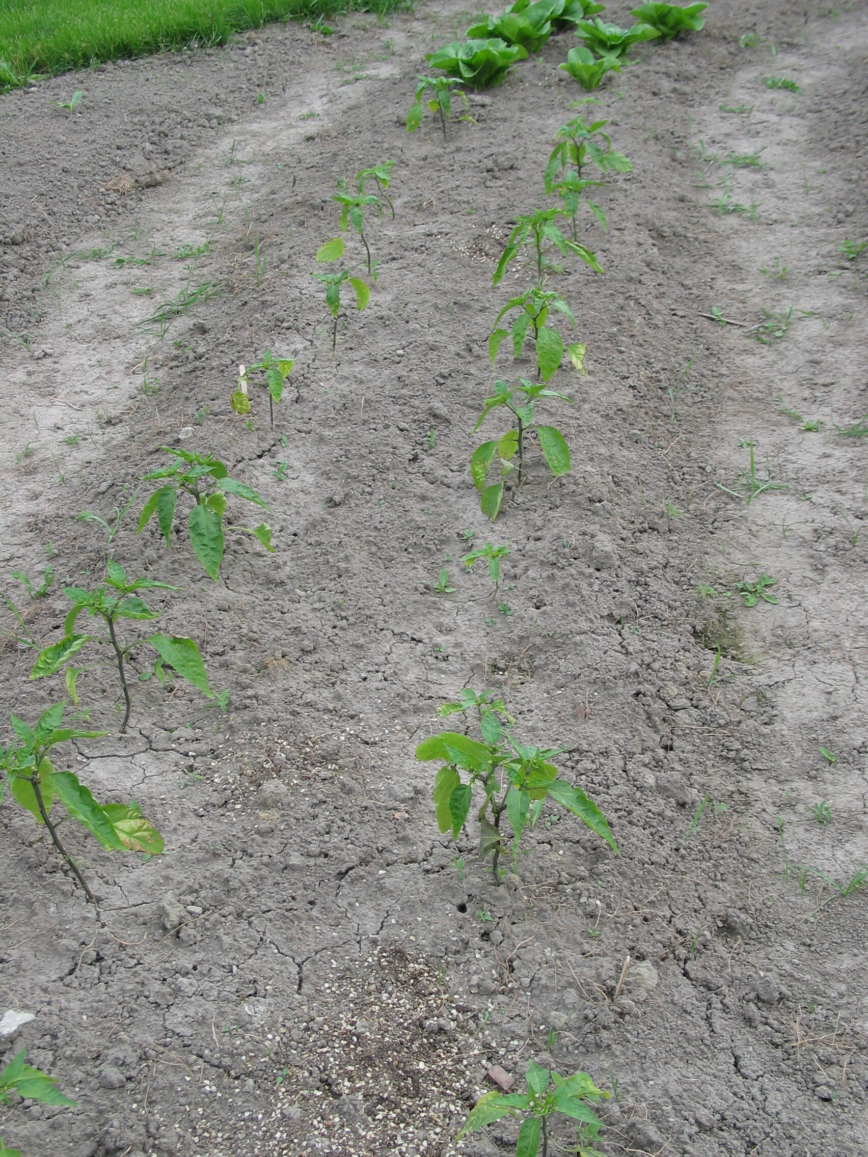 20050626-154435-Unknown-2005