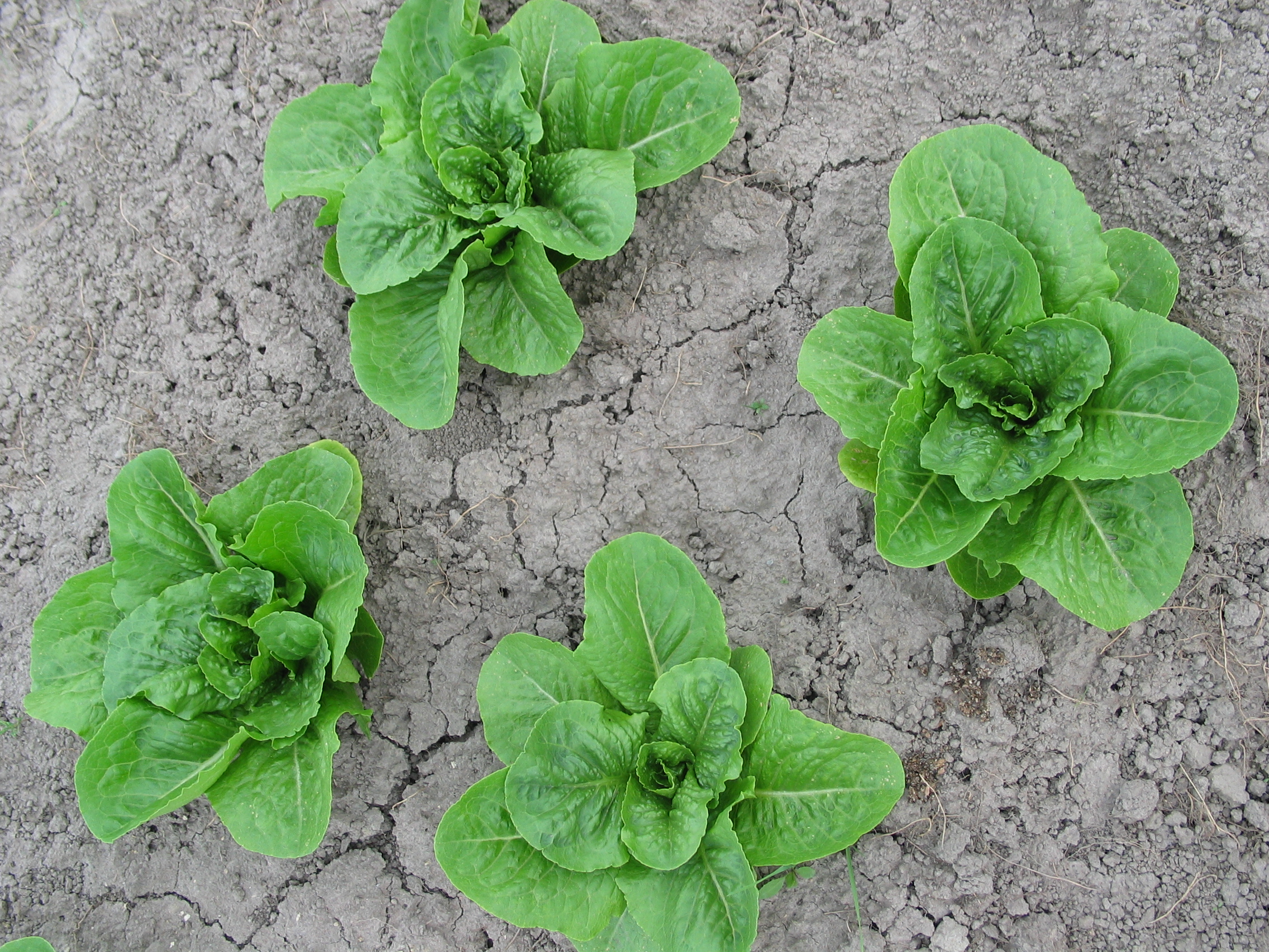 20050626-154458-Unknown-2005