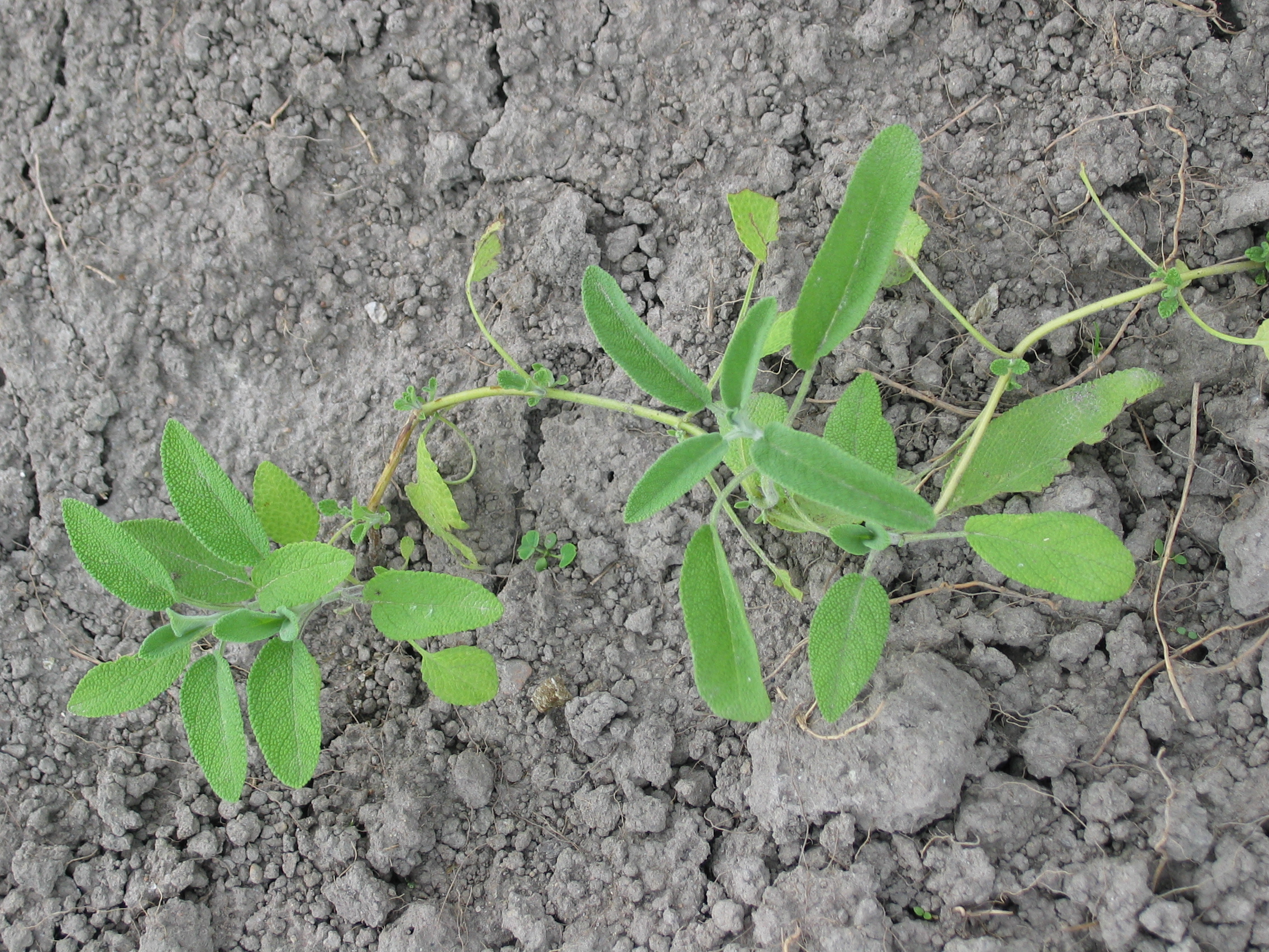 20050626-154537-Unknown-2005