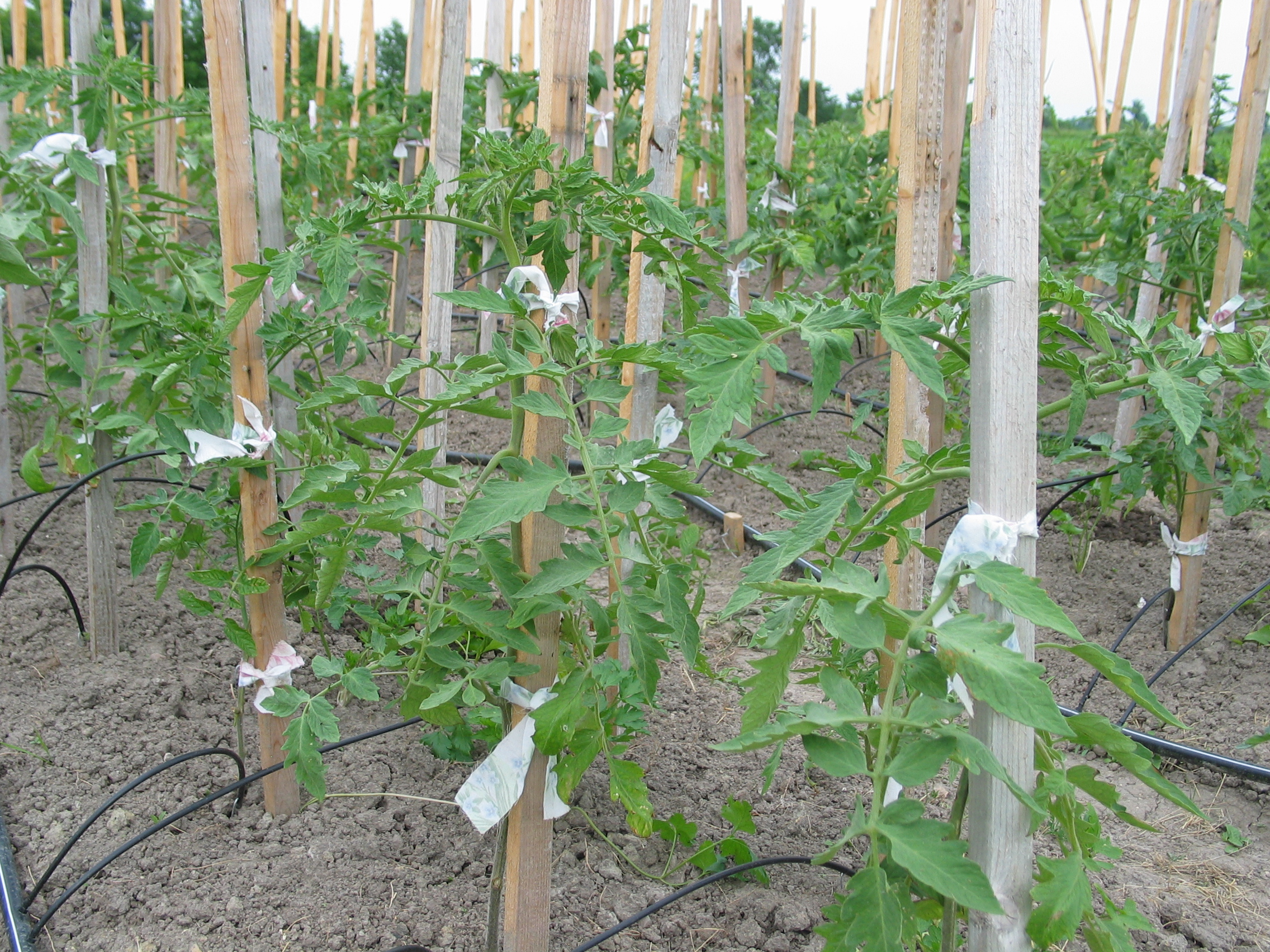 20050626-154908-Outdoor-2005