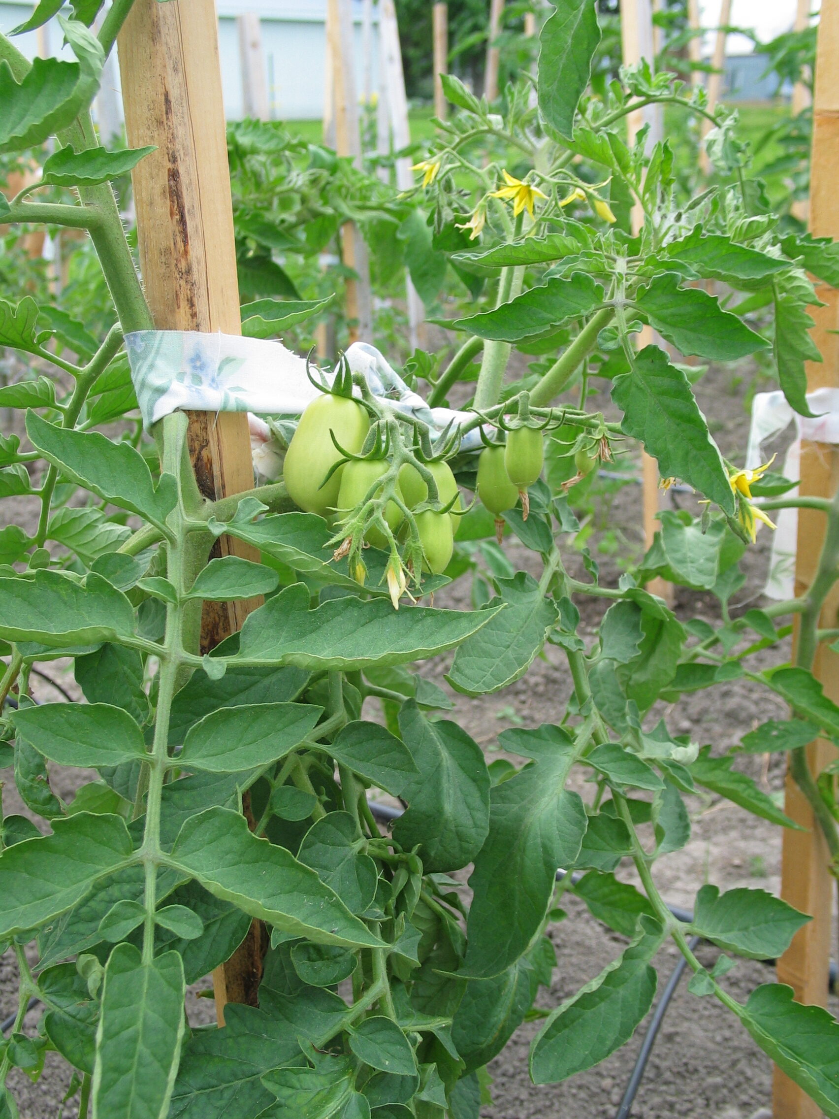 20050626-155021-Unknown-2005