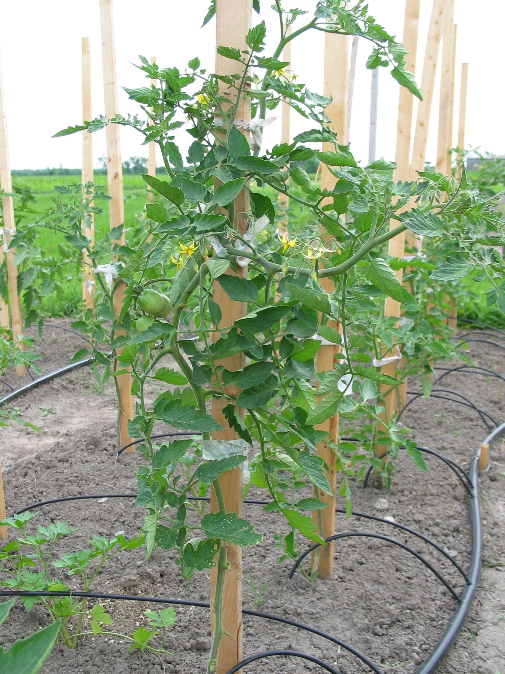 20050626-155055-Outdoor-2005