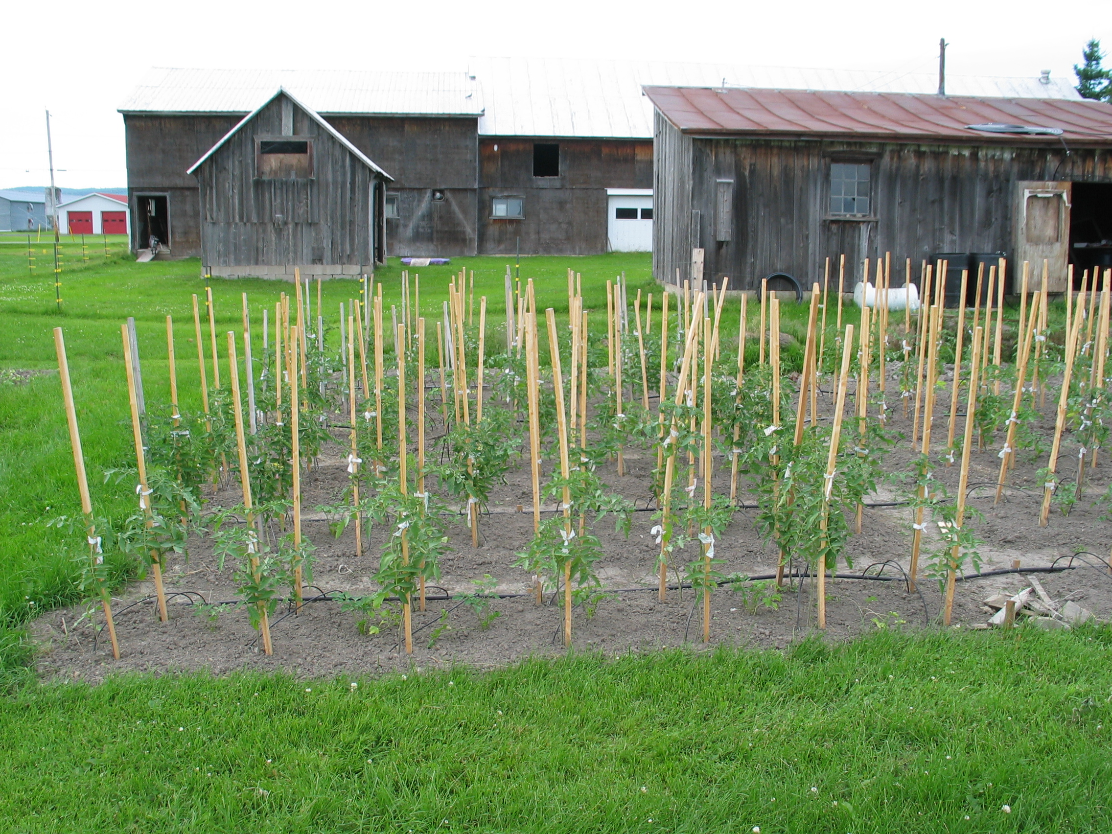 20050626-155509-Outdoor-2005