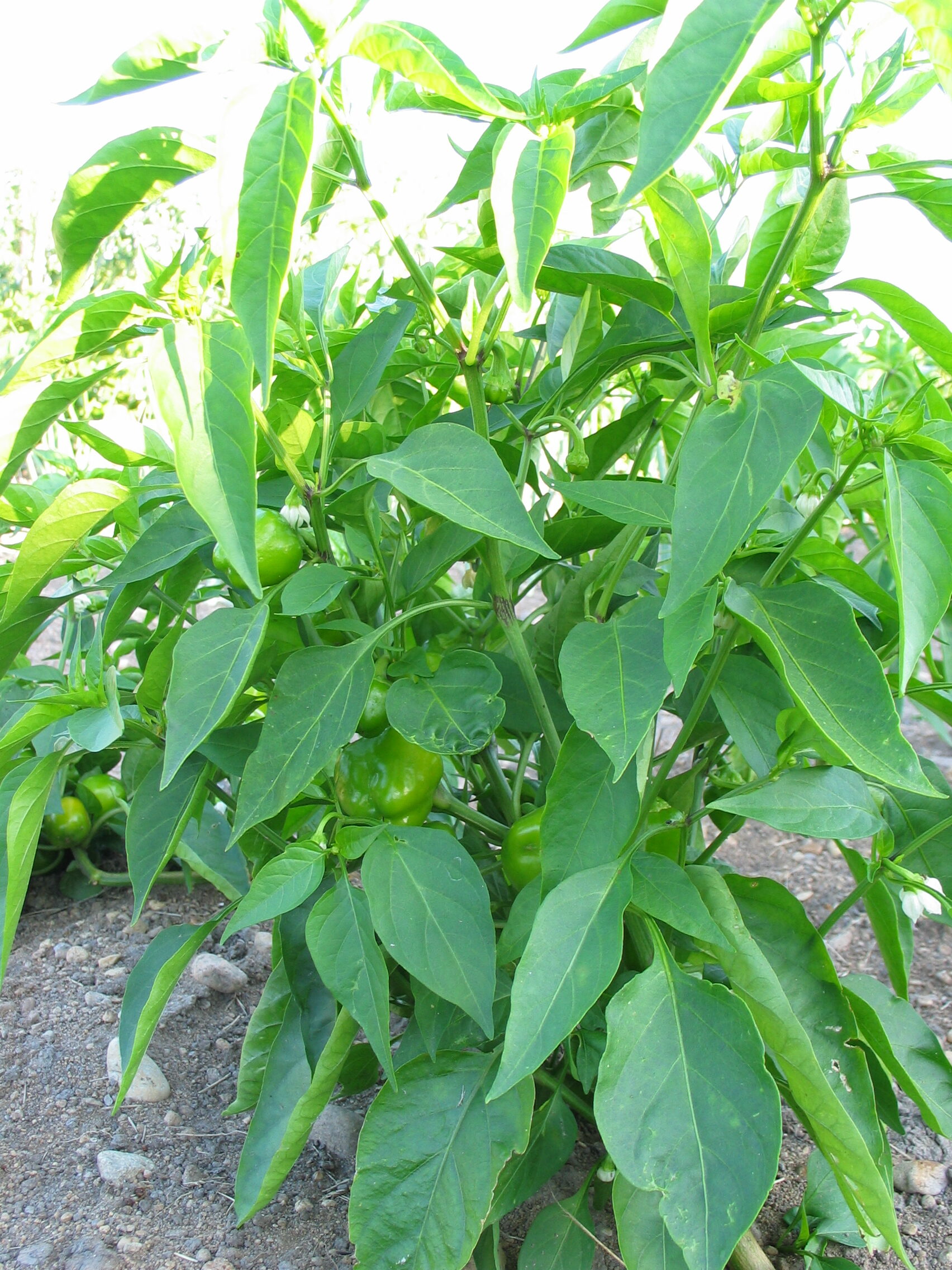 20050725-173334-Unknown-2005