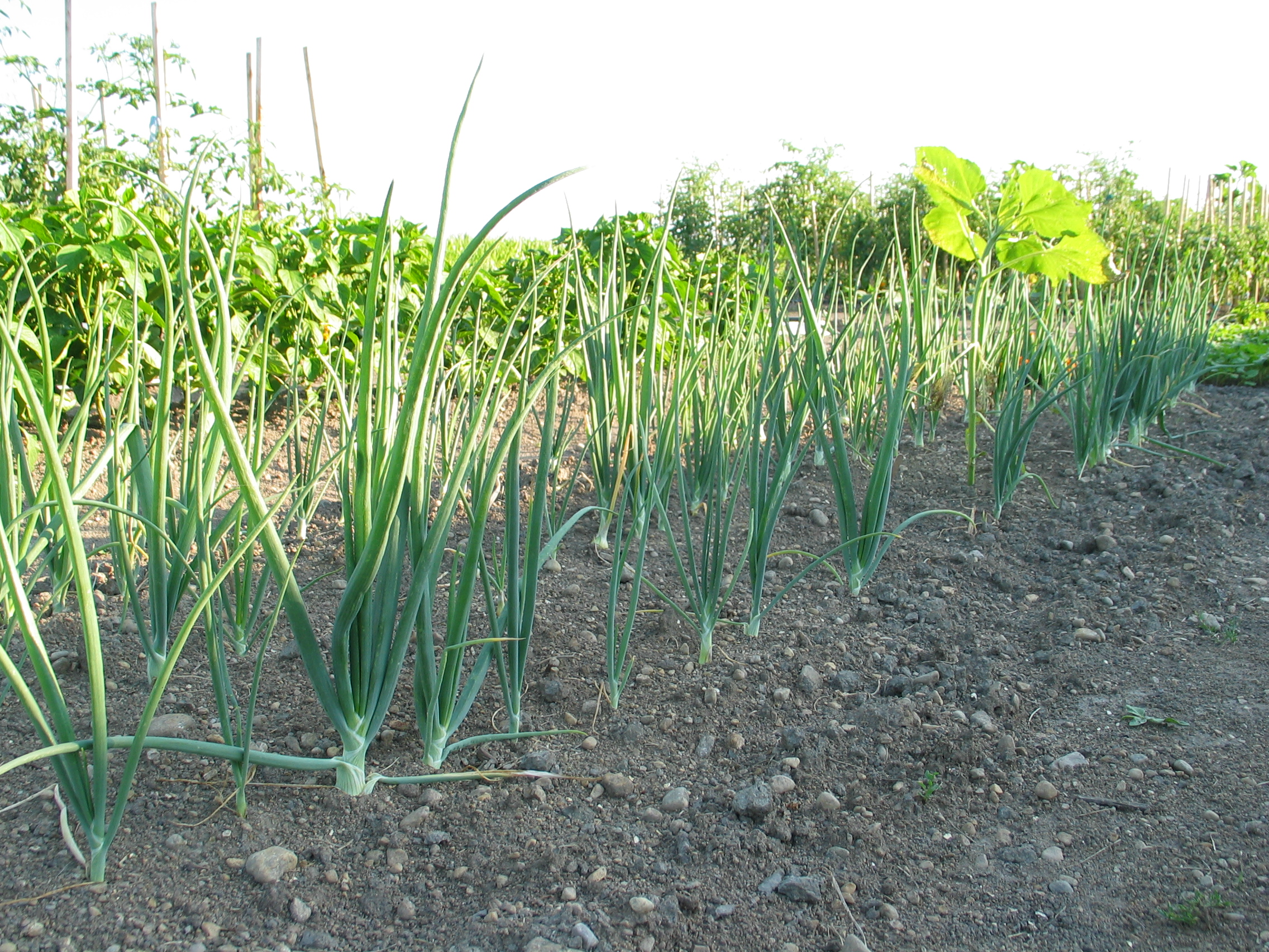 20050725-173355-Unknown-2005