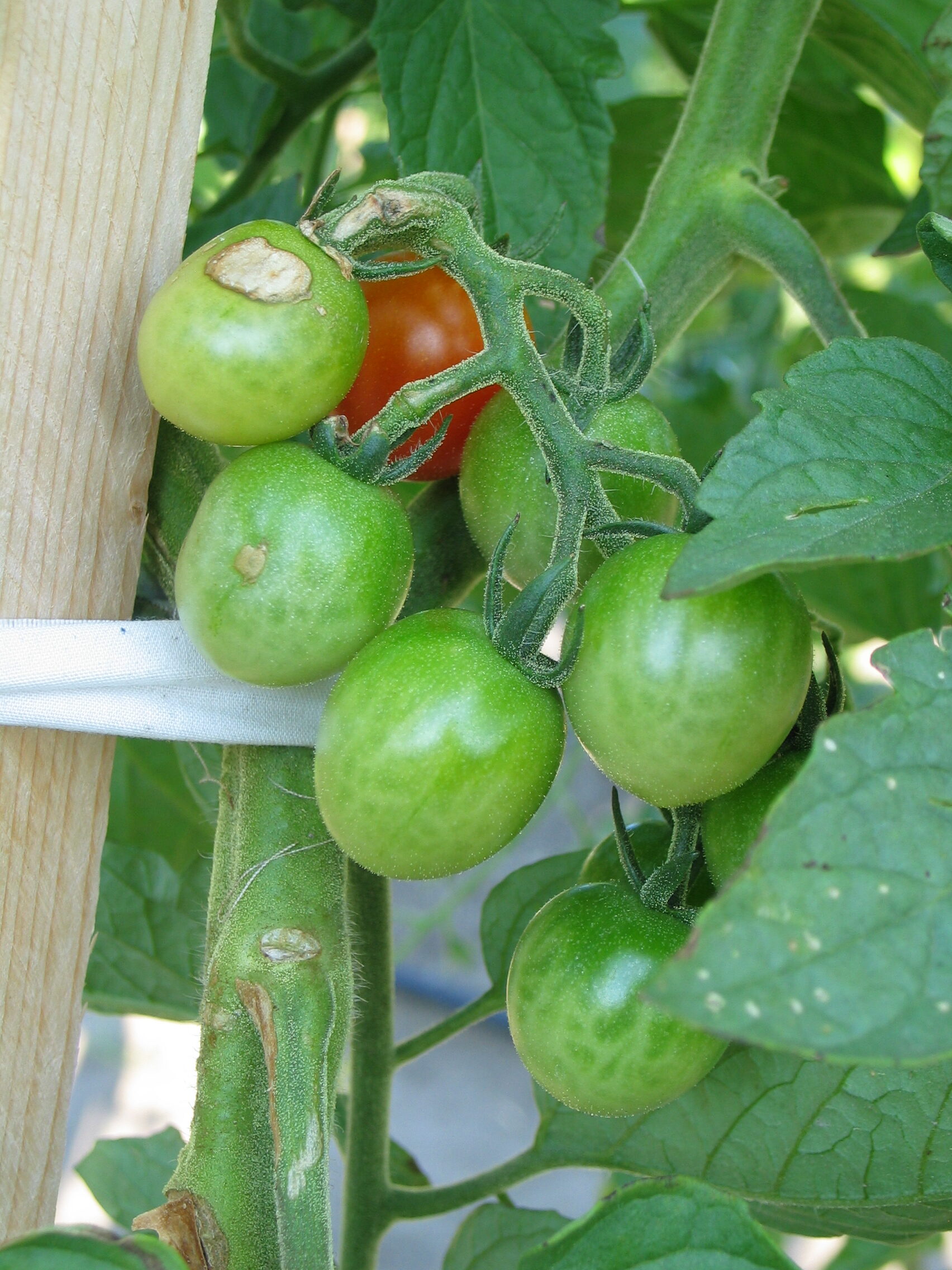 20050725-173901-Fruit-2005