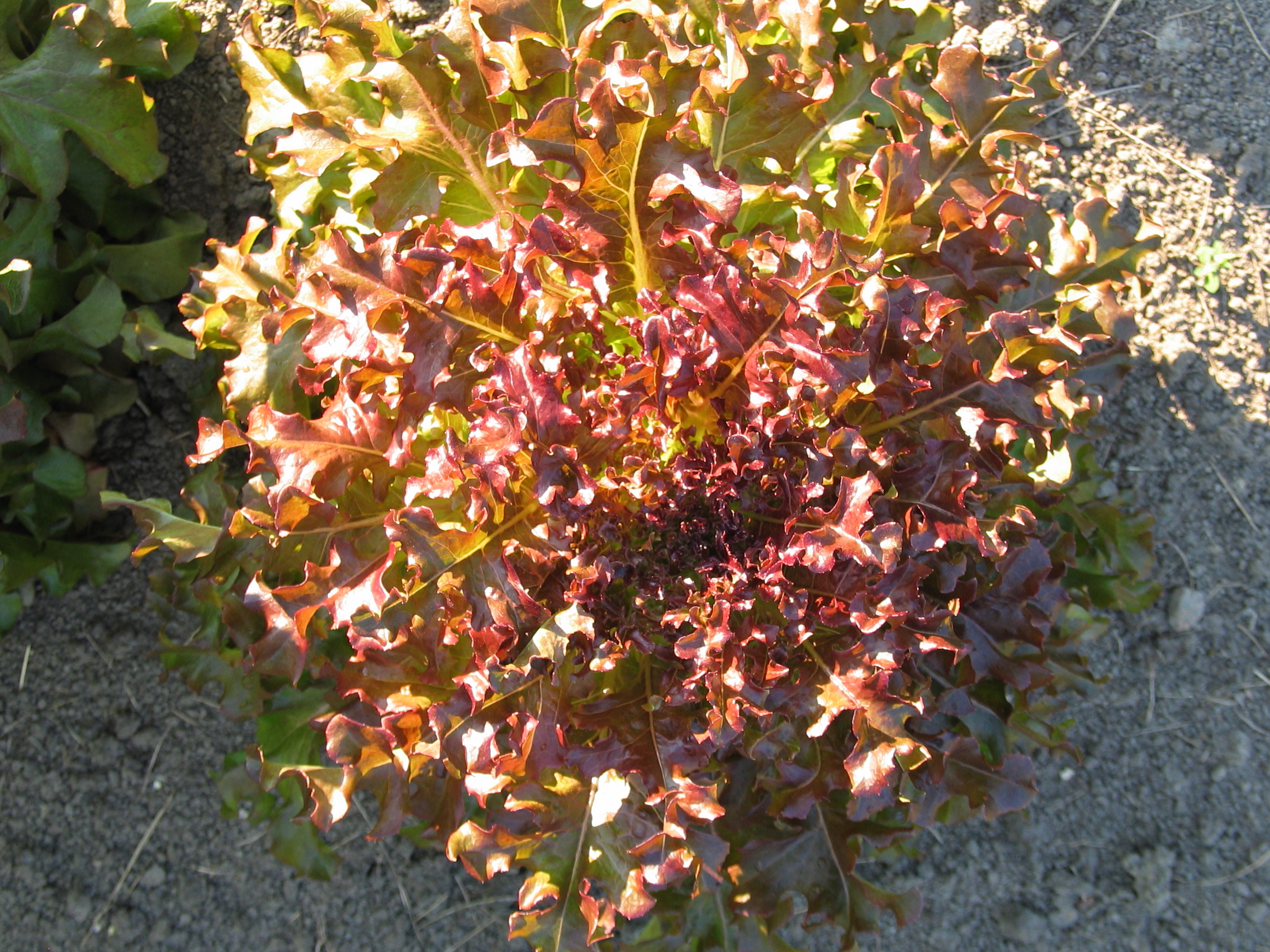 20050725-174221-Unknown-2005