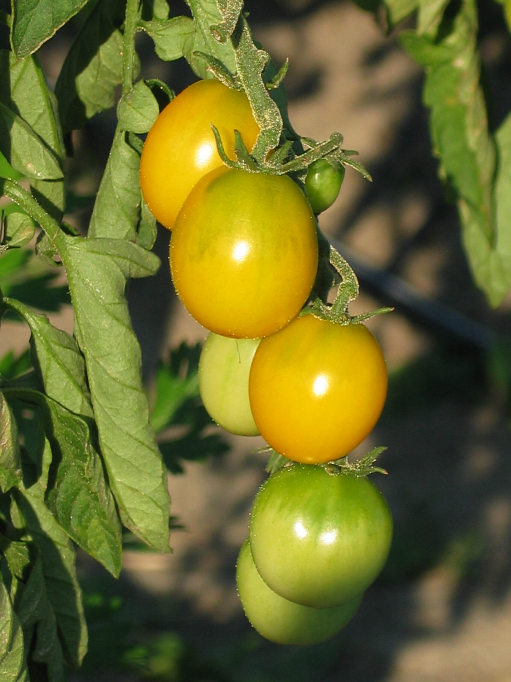 20050725-175857-Plant-2005