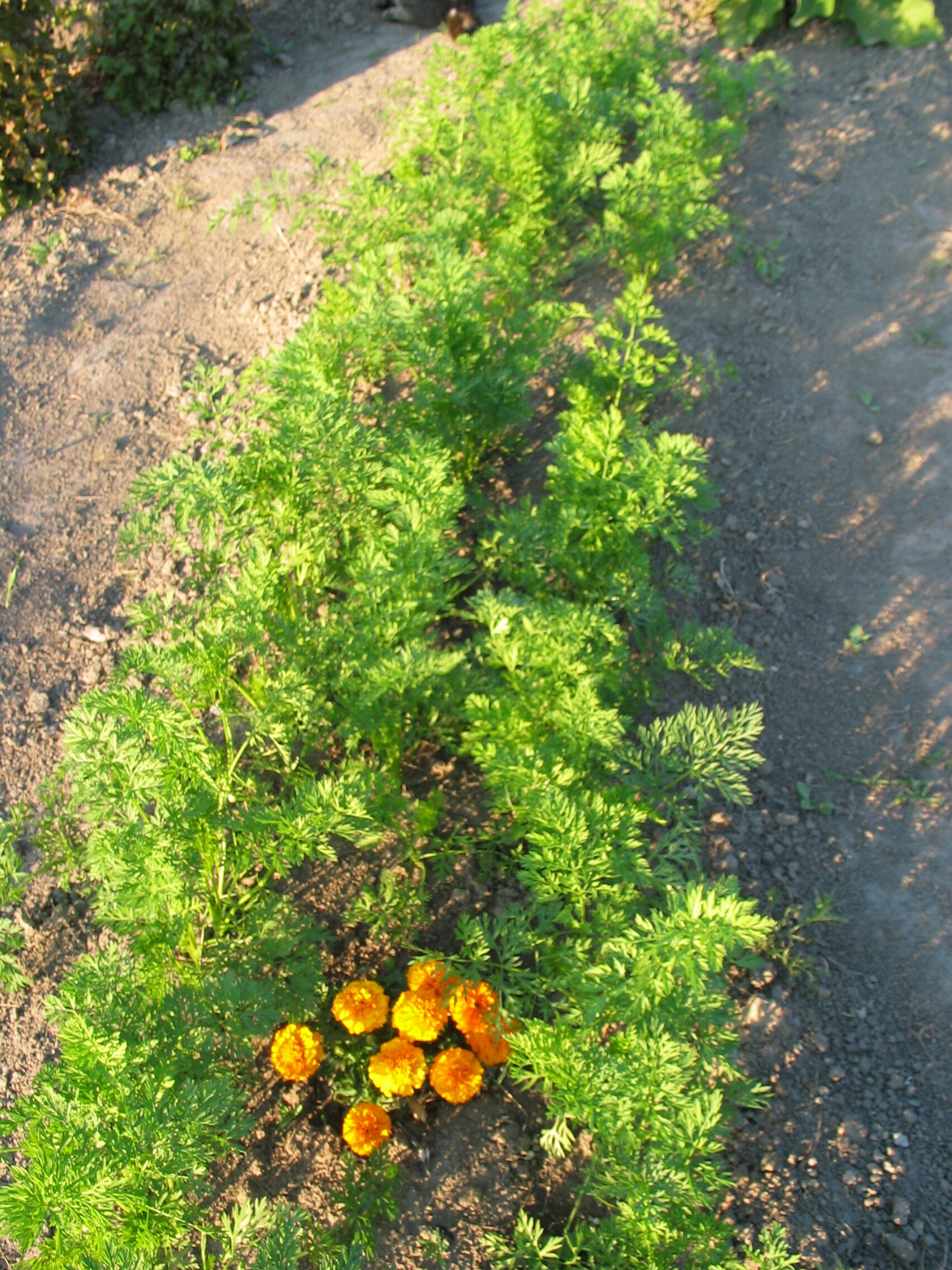 20050725-181217-Unknown-2005