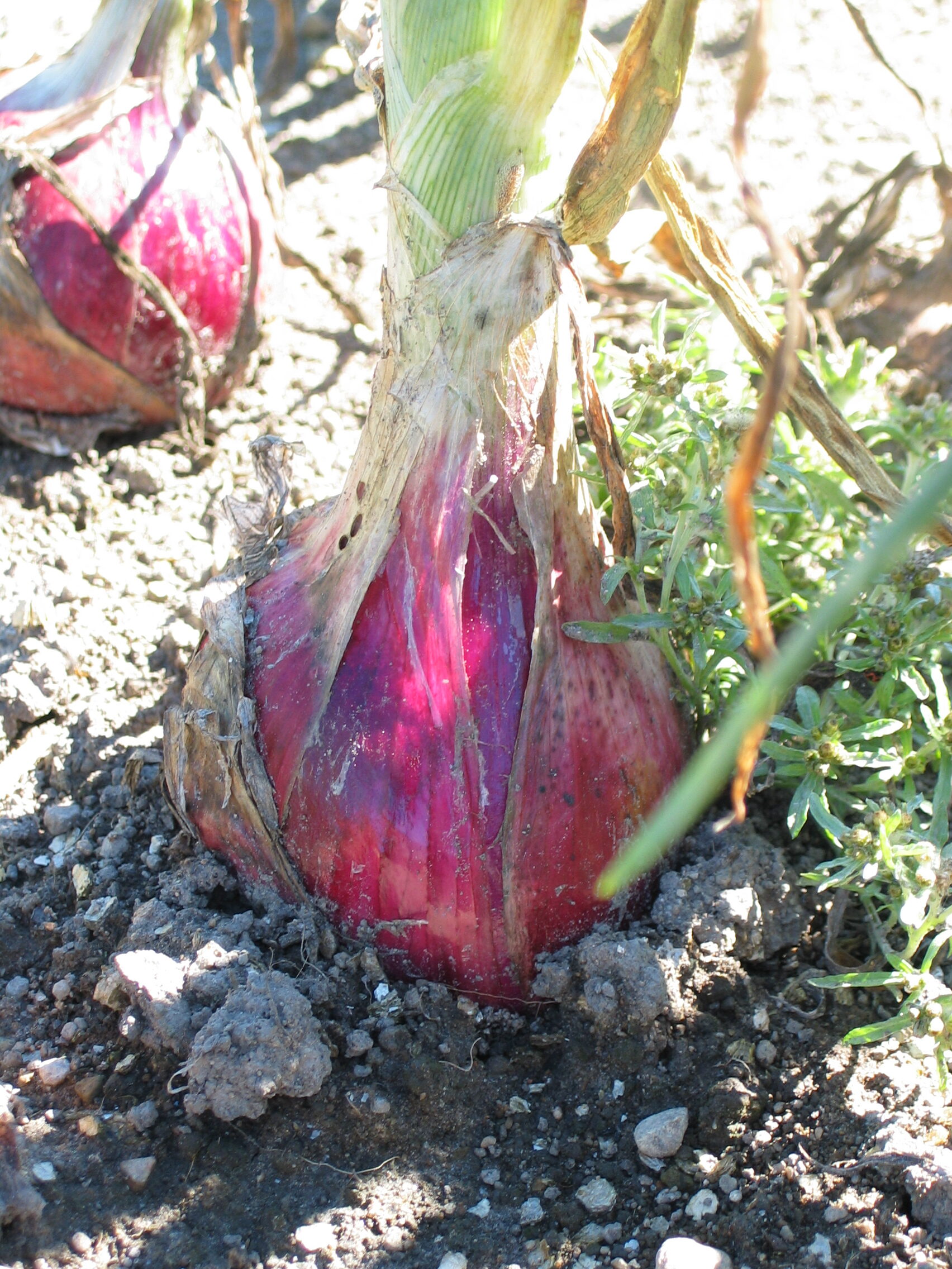 20050924-123634-Unknown-2005