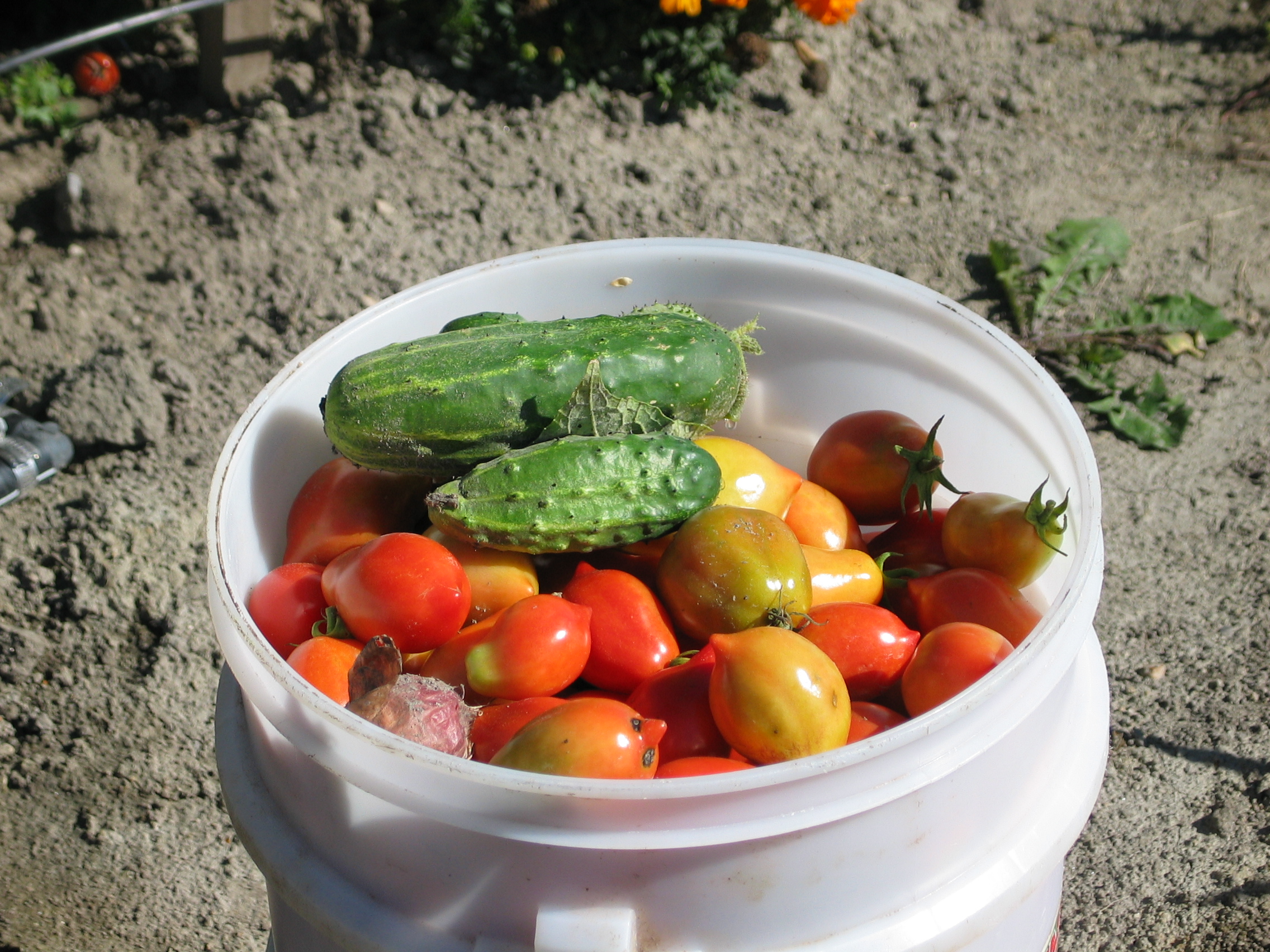 20050924-123815-Fruit-2005