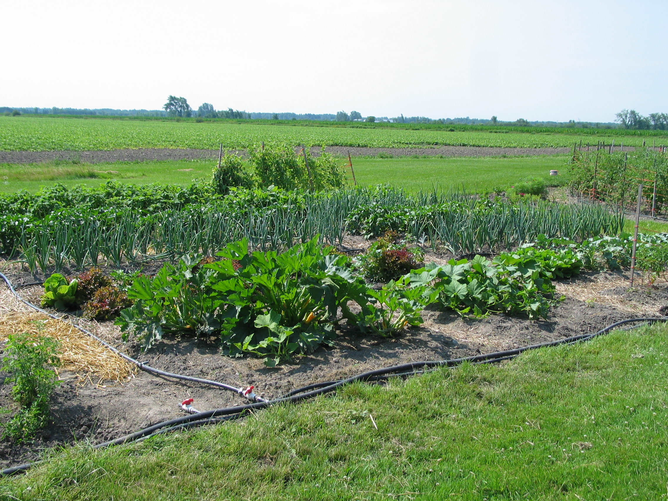 20060720-095206-Landscape-2006