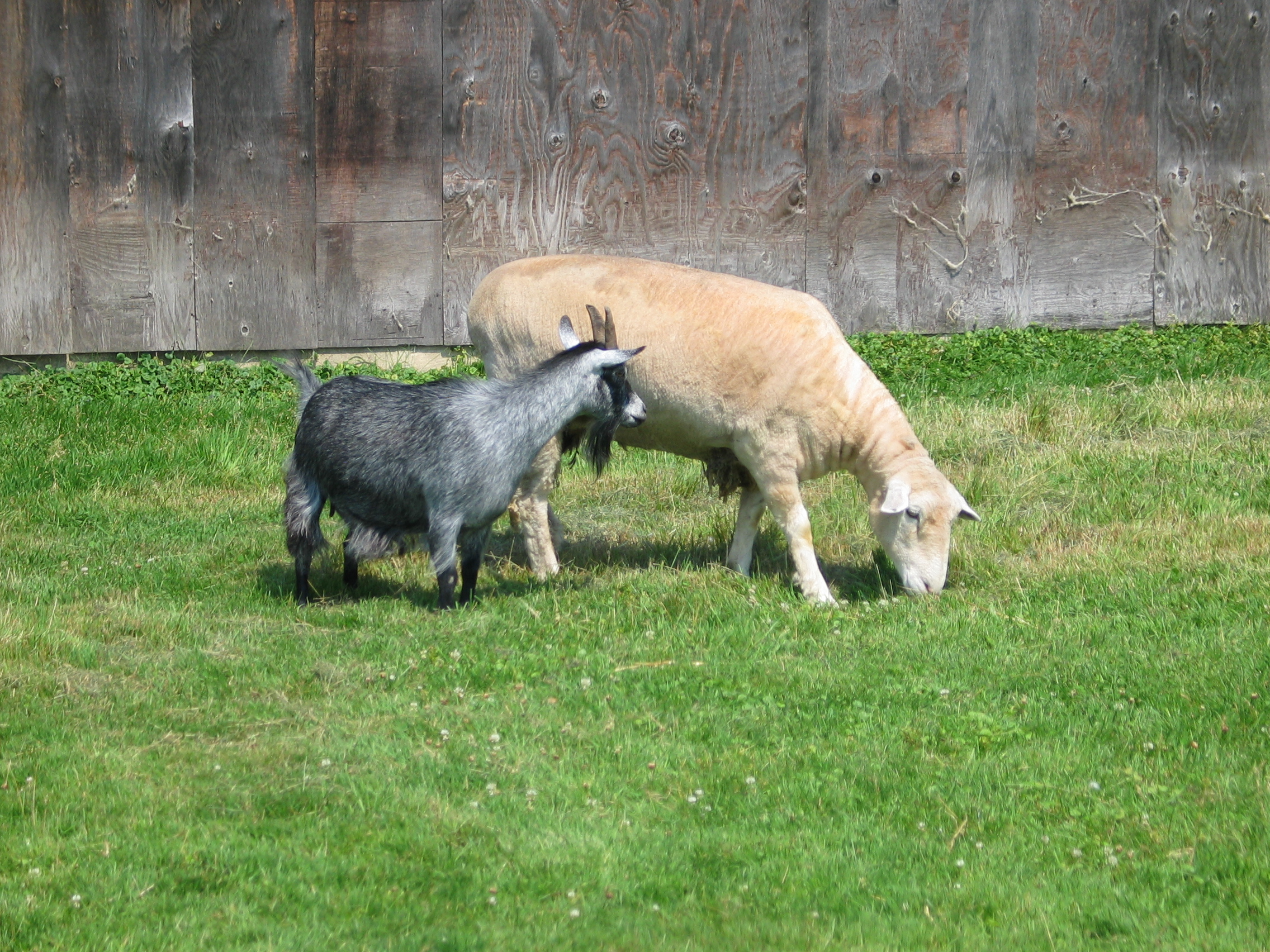 Biquette et son mouton