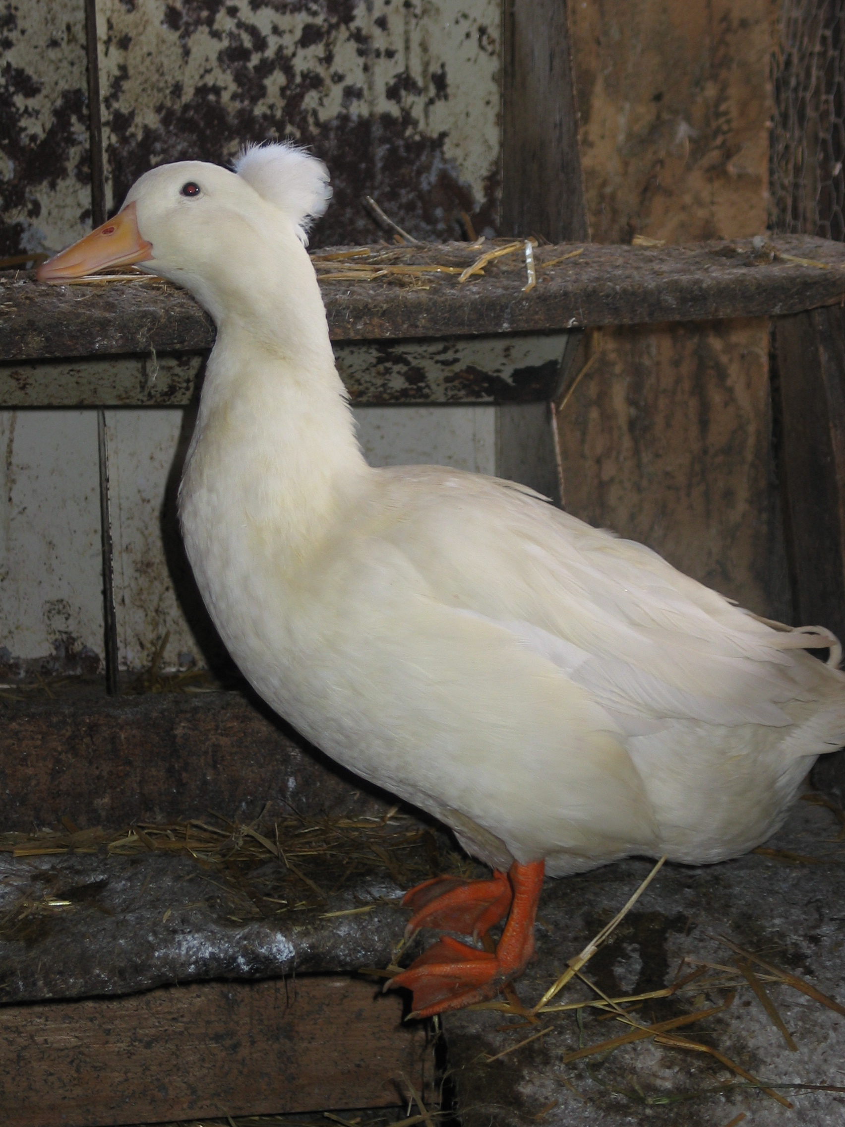 20070225-134845-Goose-2007