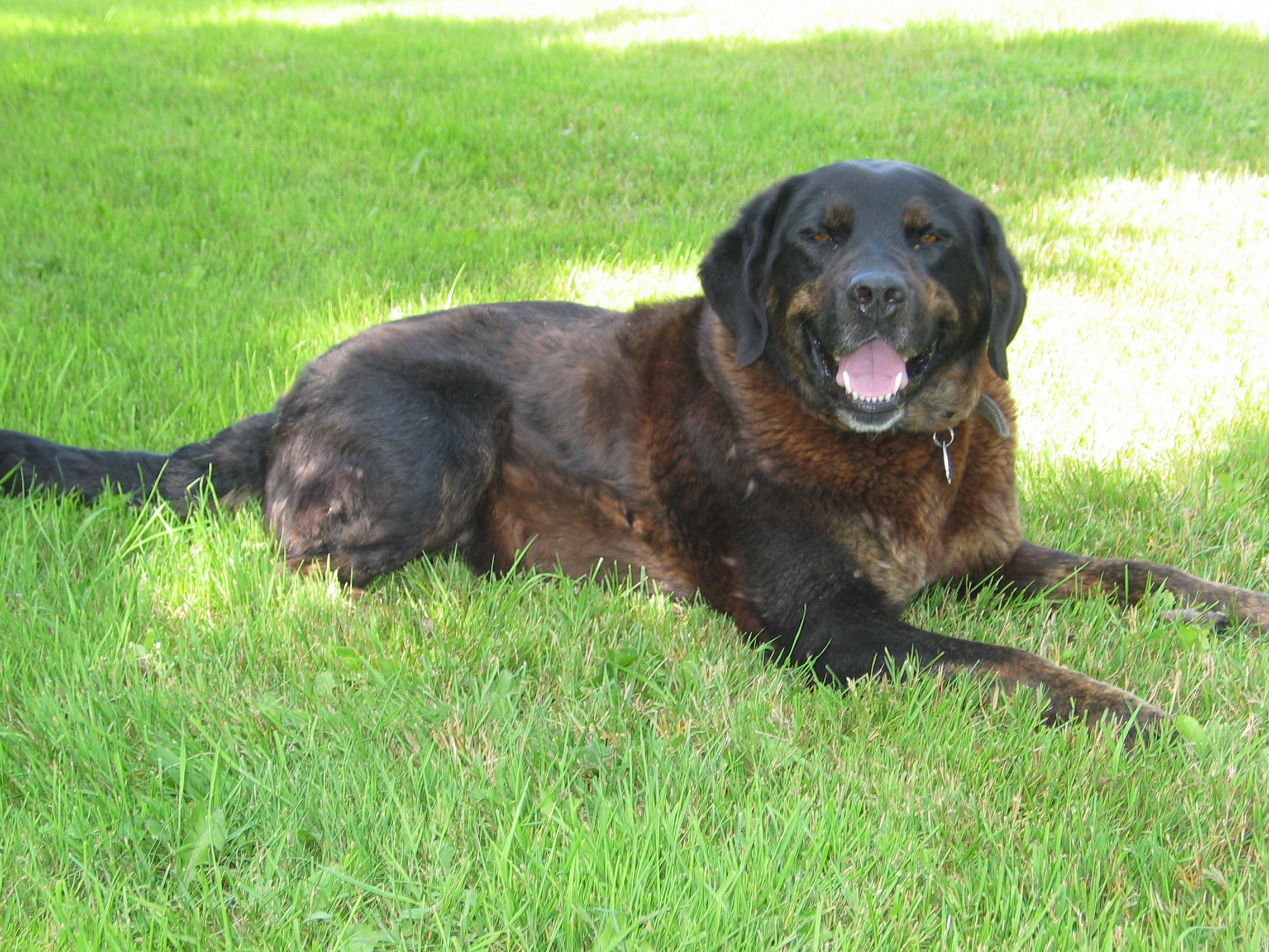 20070712-135334-Dog-2007