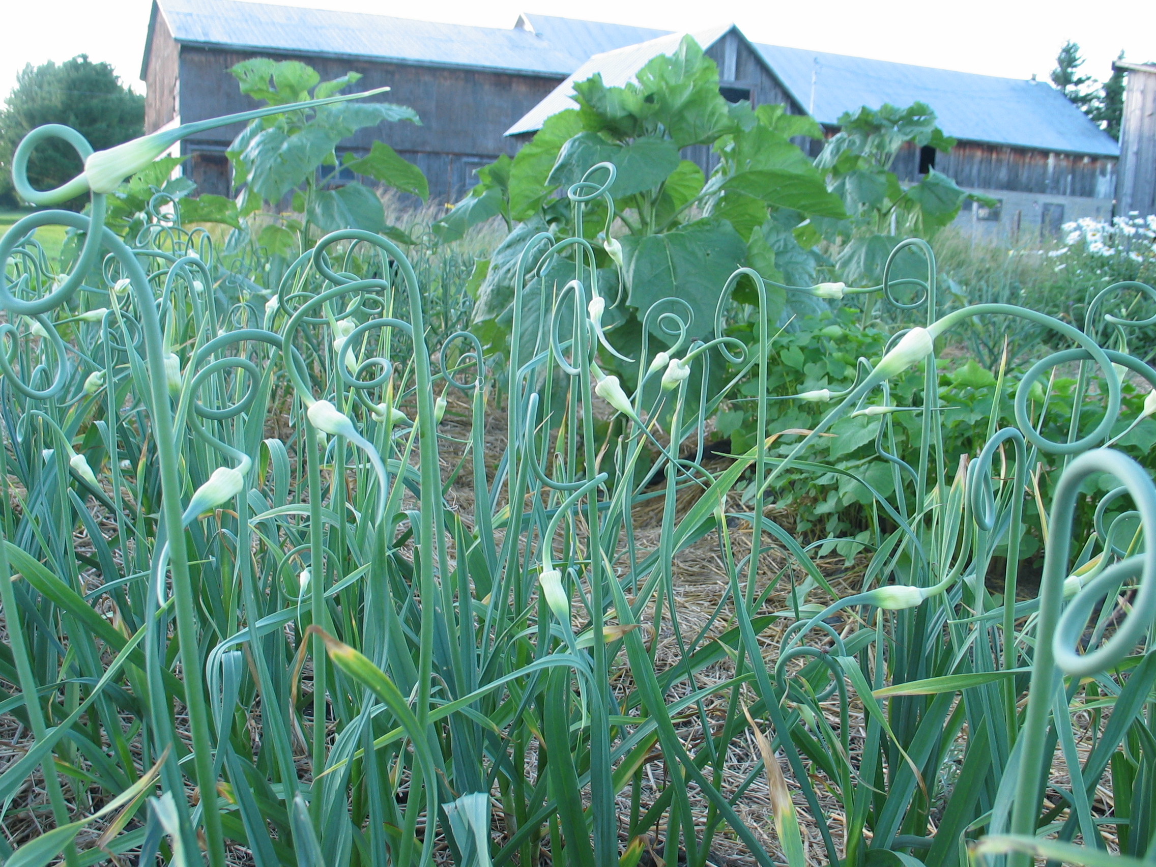 20070712-184303-Unknown-2007