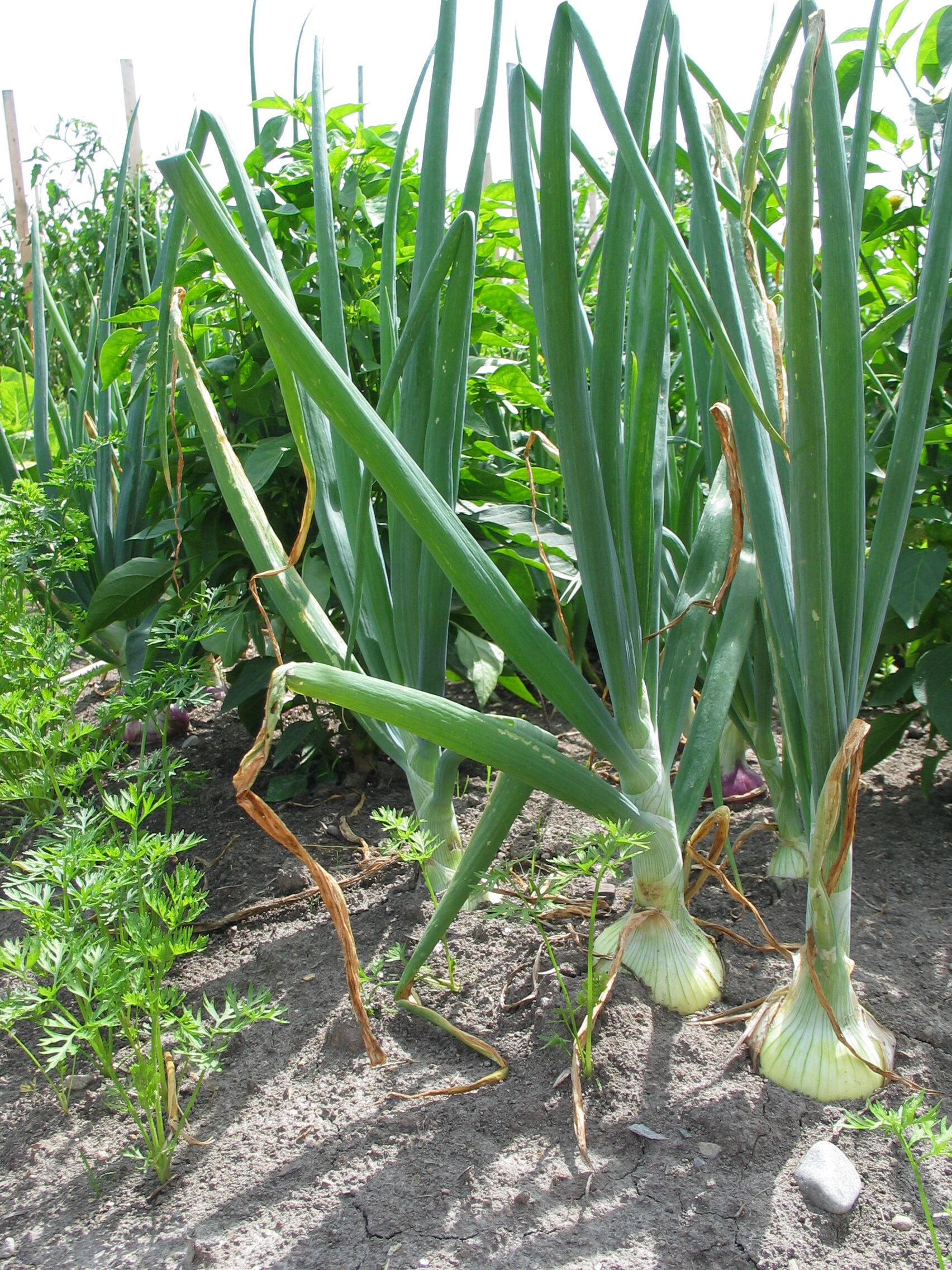 20070809-123350-Unknown-2007