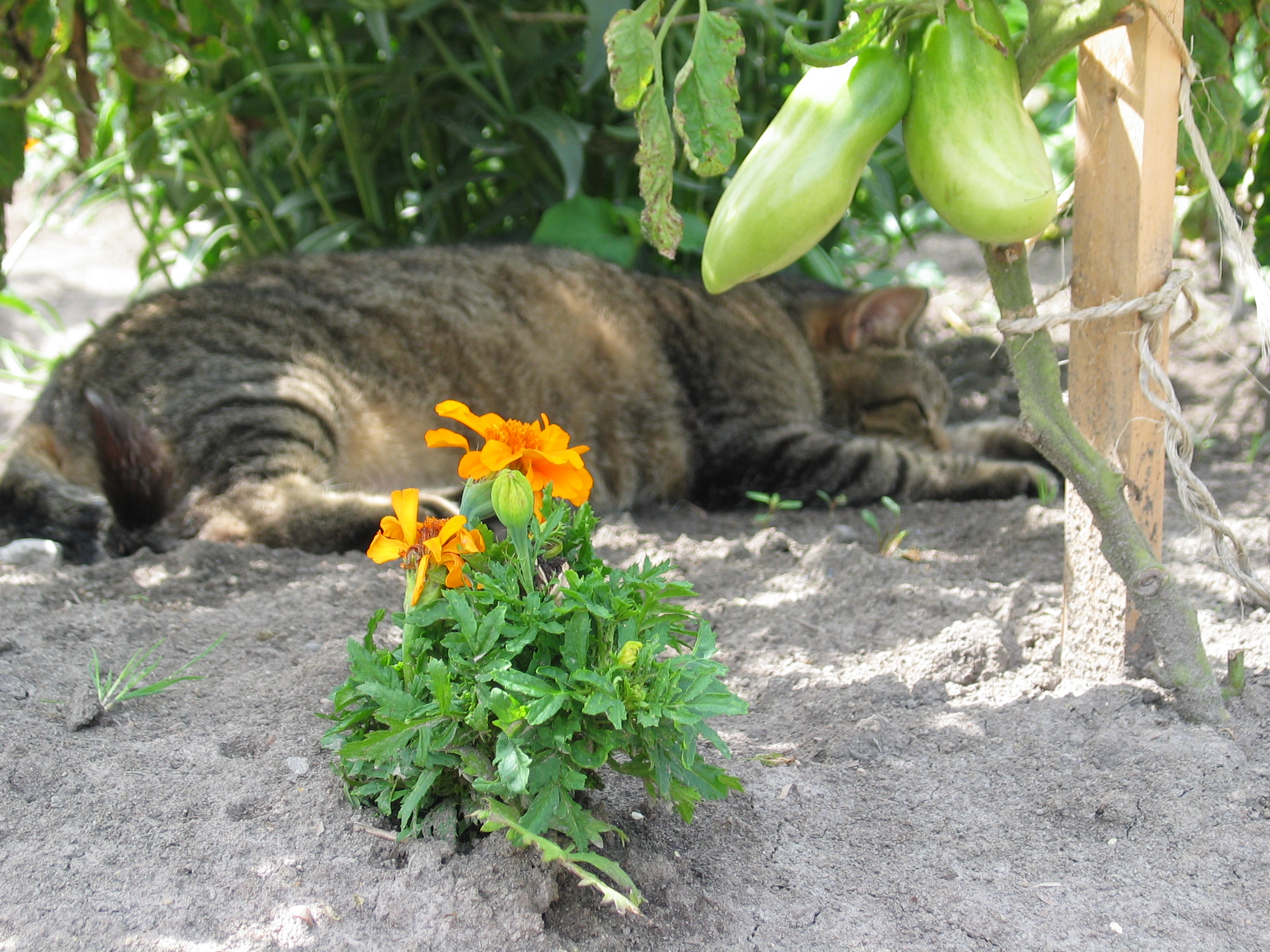 20070809-124743-Unknown-2007