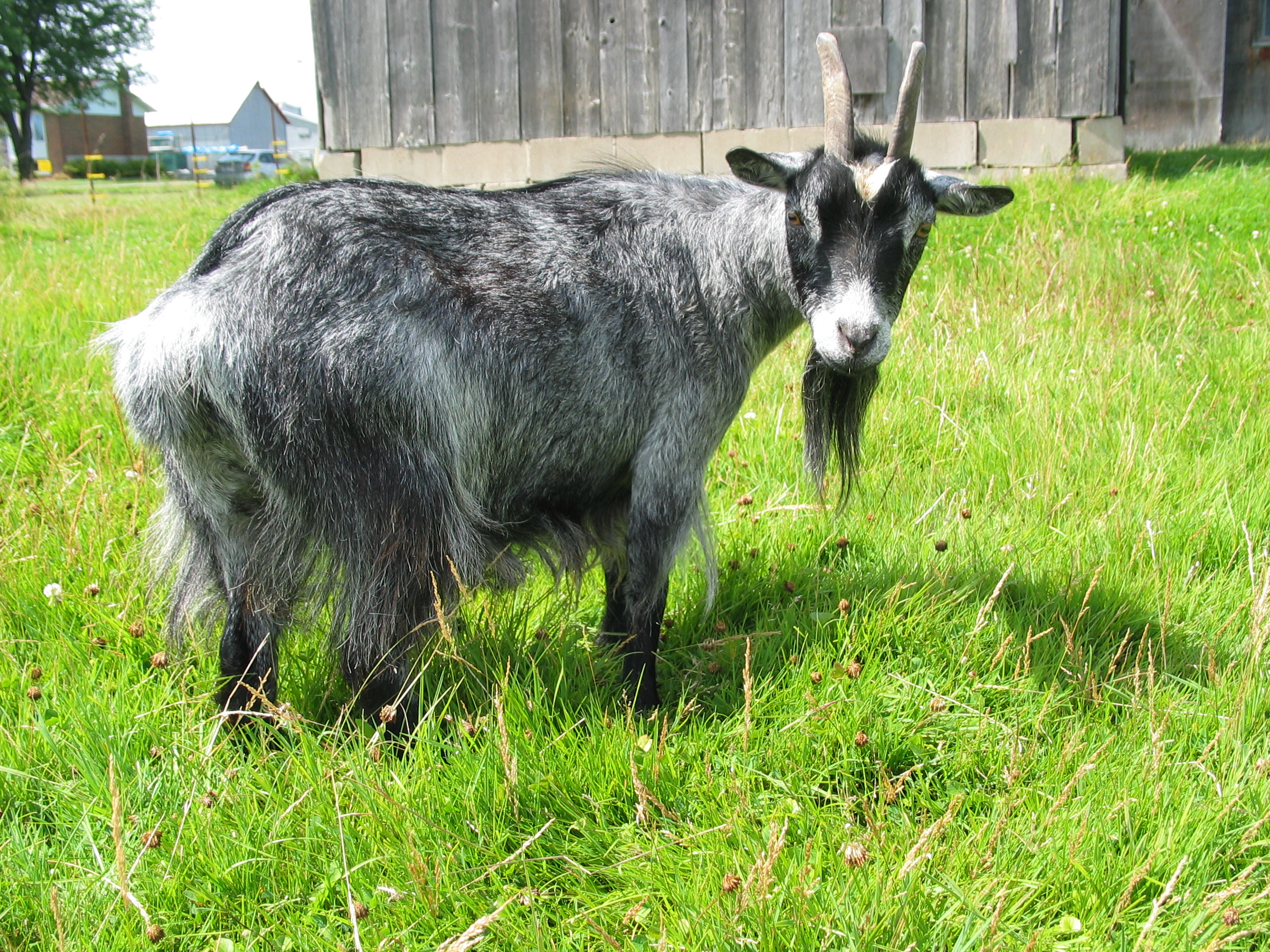 20070809-130614-Unknown-2007