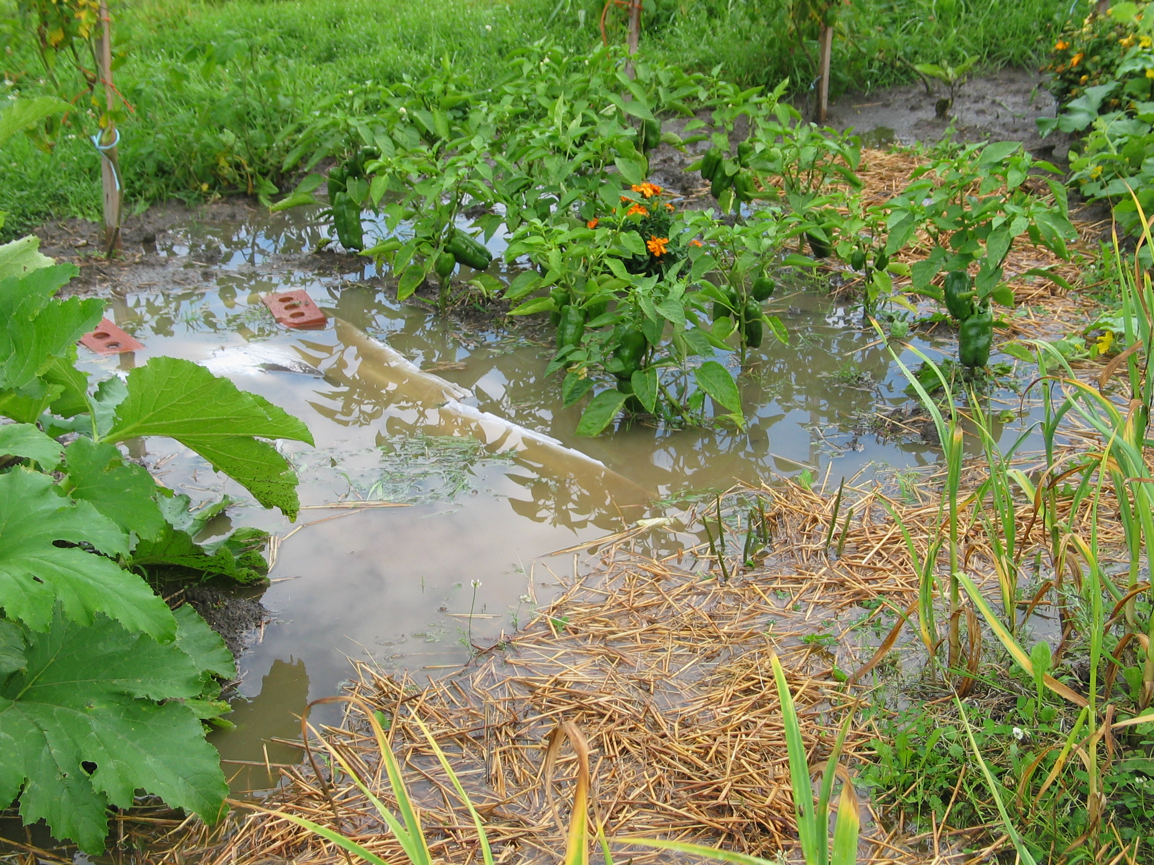 20080731-171952-Unknown-2008