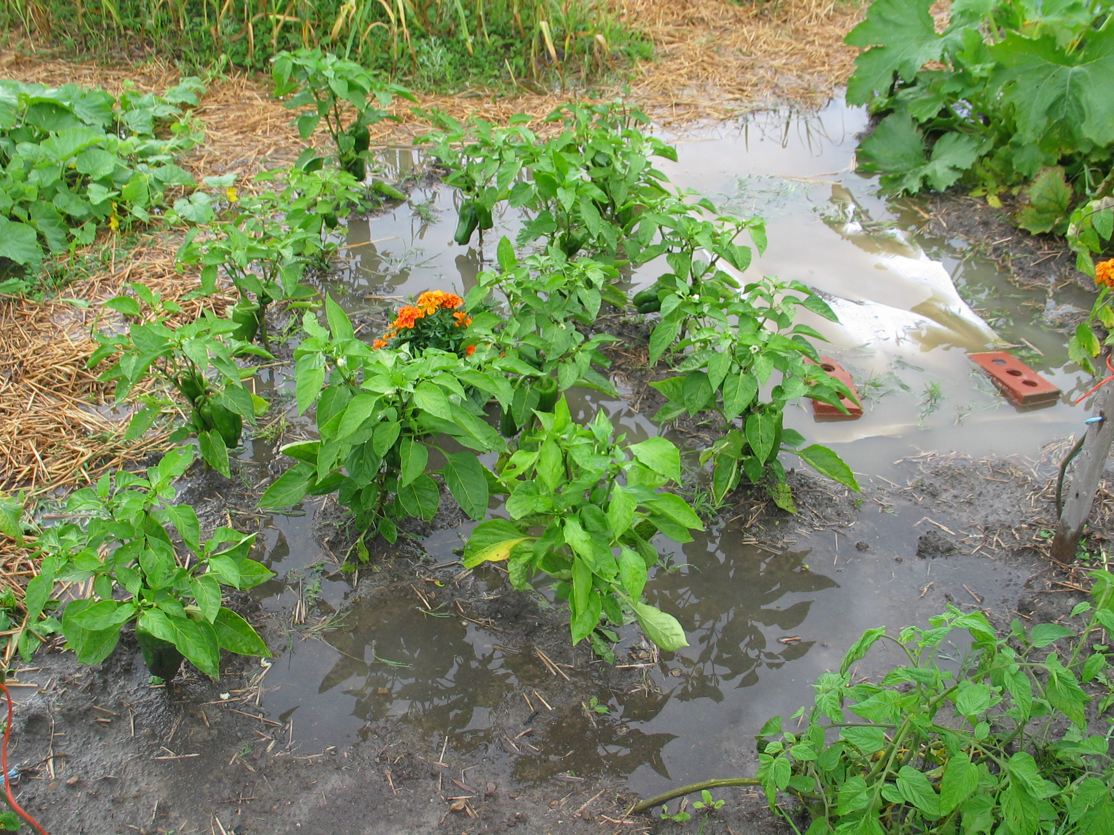 20080731-172236-Unknown-2008