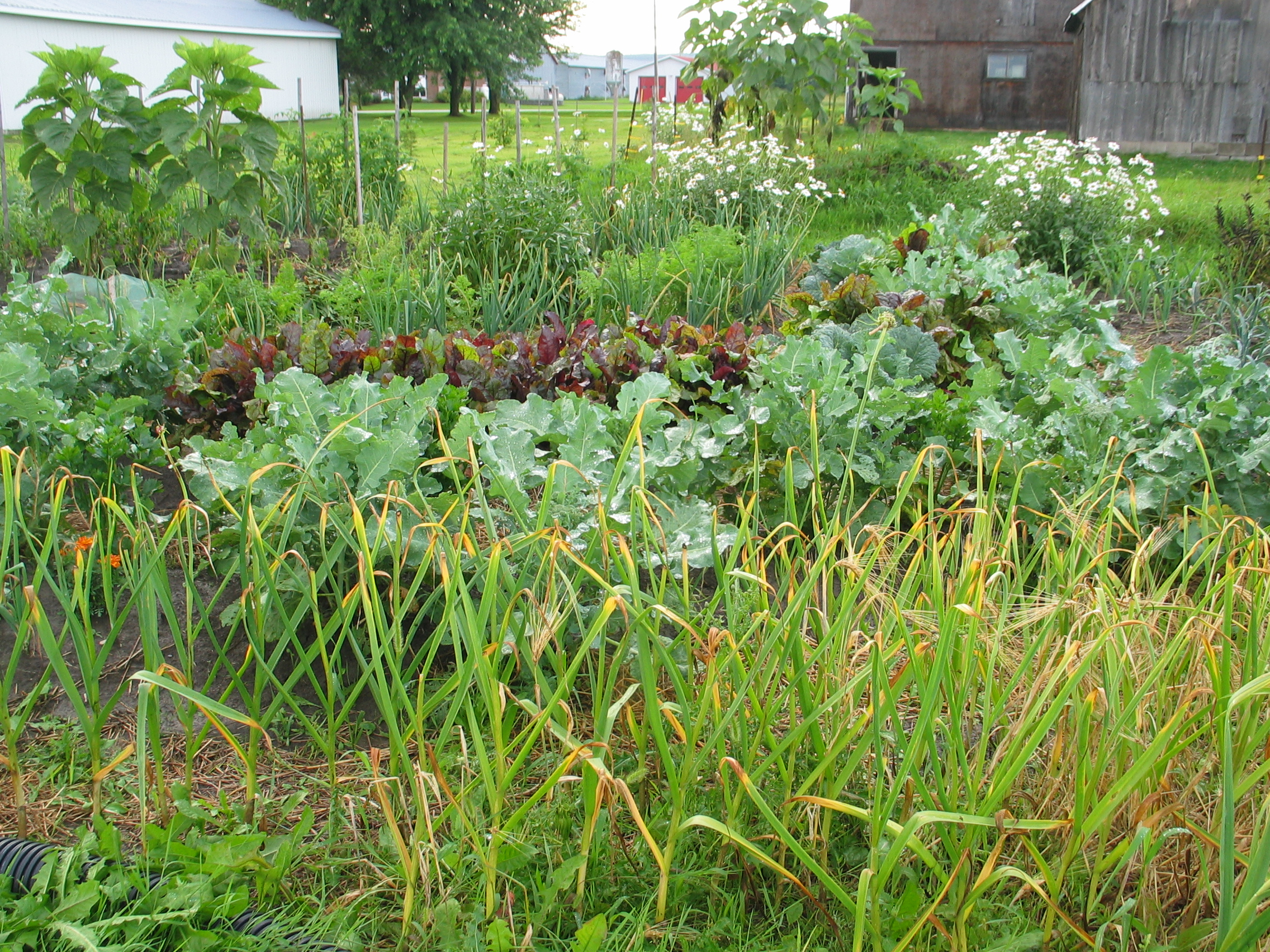 20080731-174126-Landscape-2008