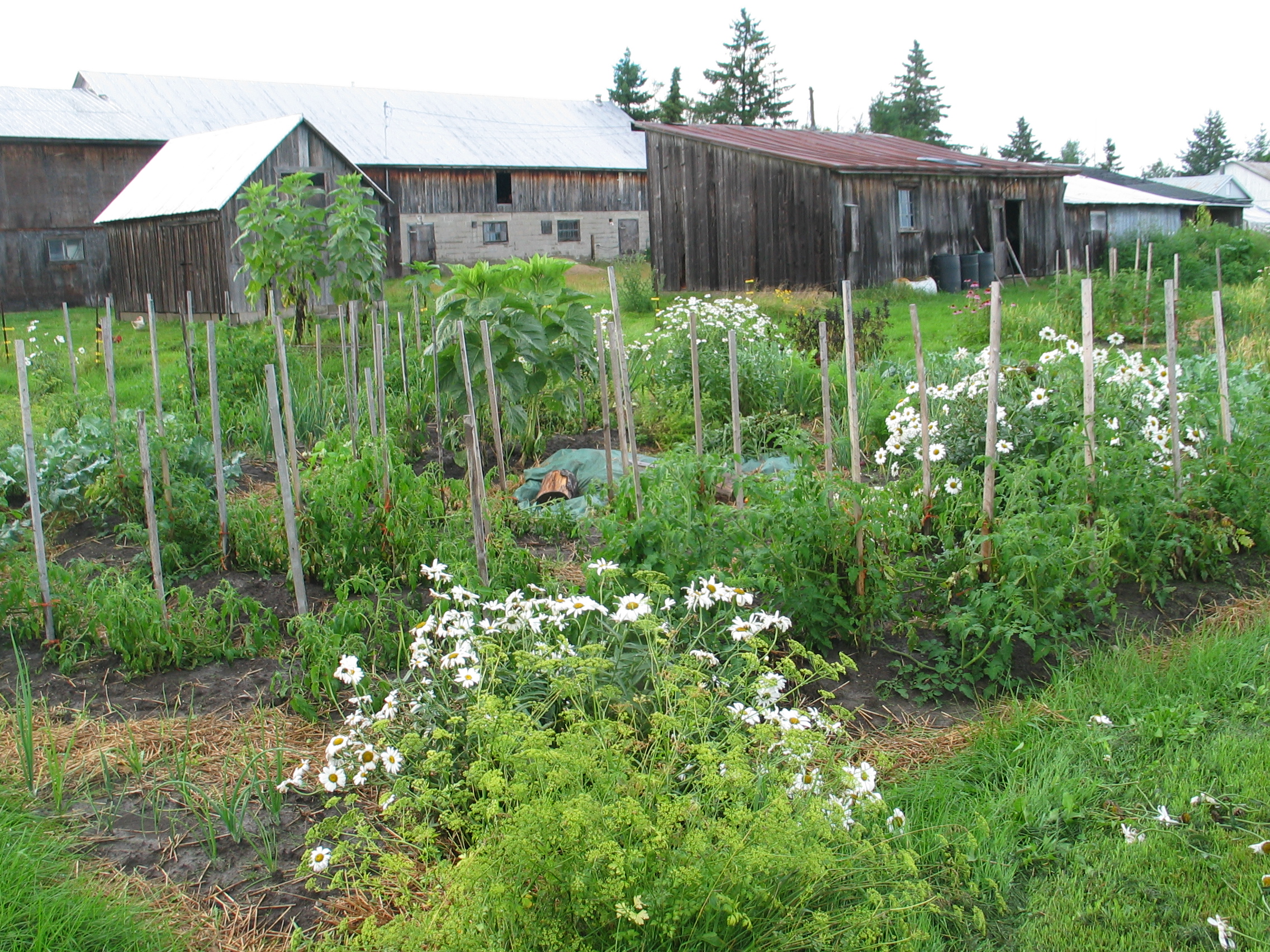 20080731-174250-Unknown-2008