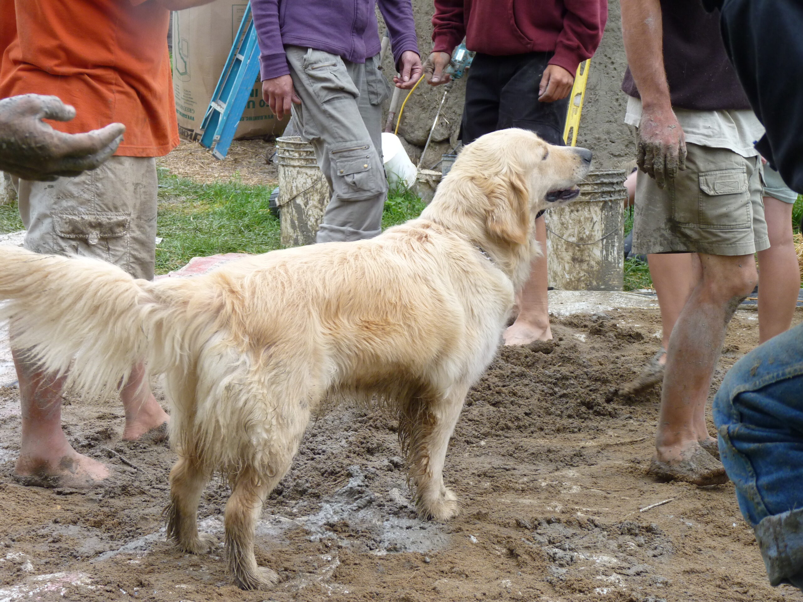 20100821-132201-Dog-2010