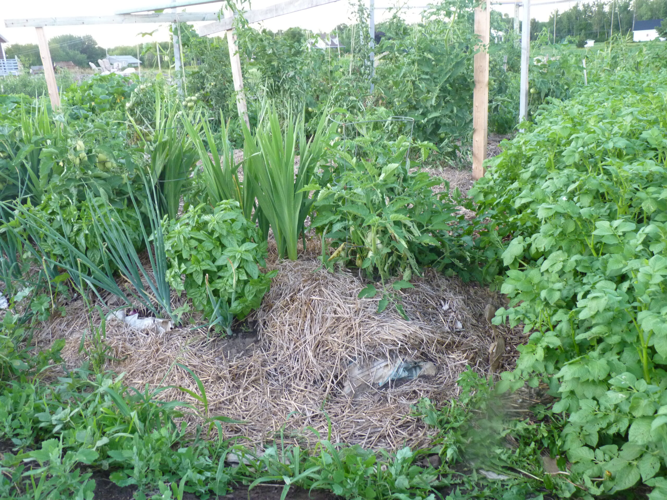 20110808-190446-Unknown-2011