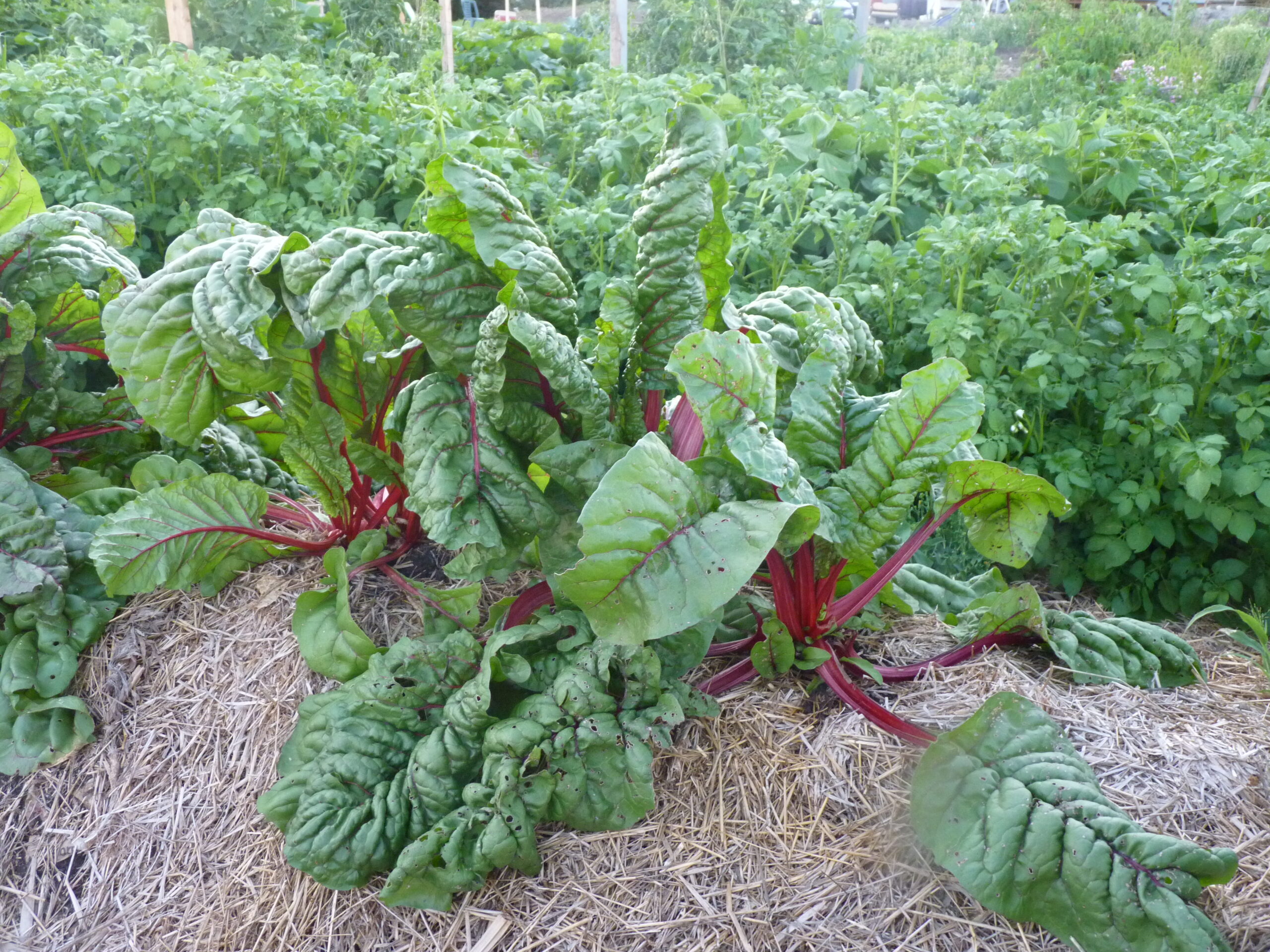 20110808-190726-Unknown-2011