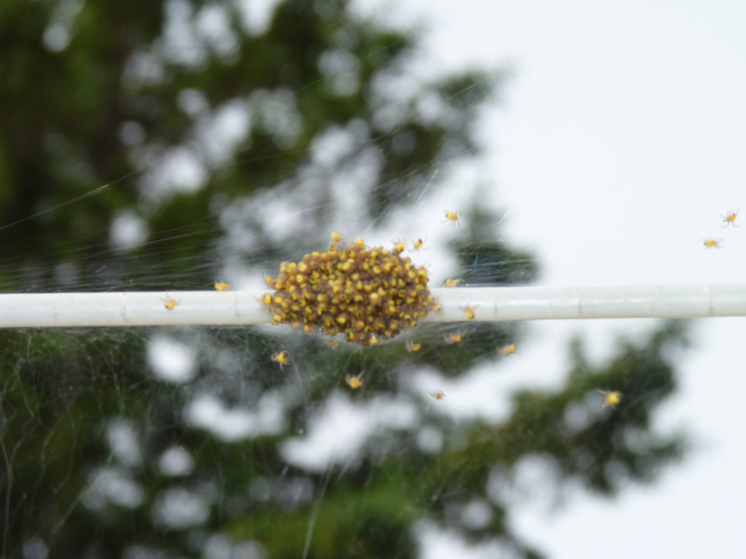 20150607-094534-Unknown-2015